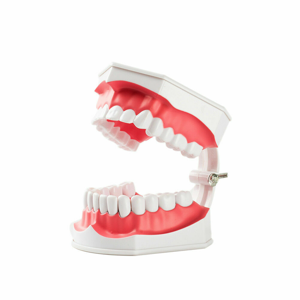 1x Dental Teaching Typodont Model Large With Removable Teeth Colgate SALE HOT