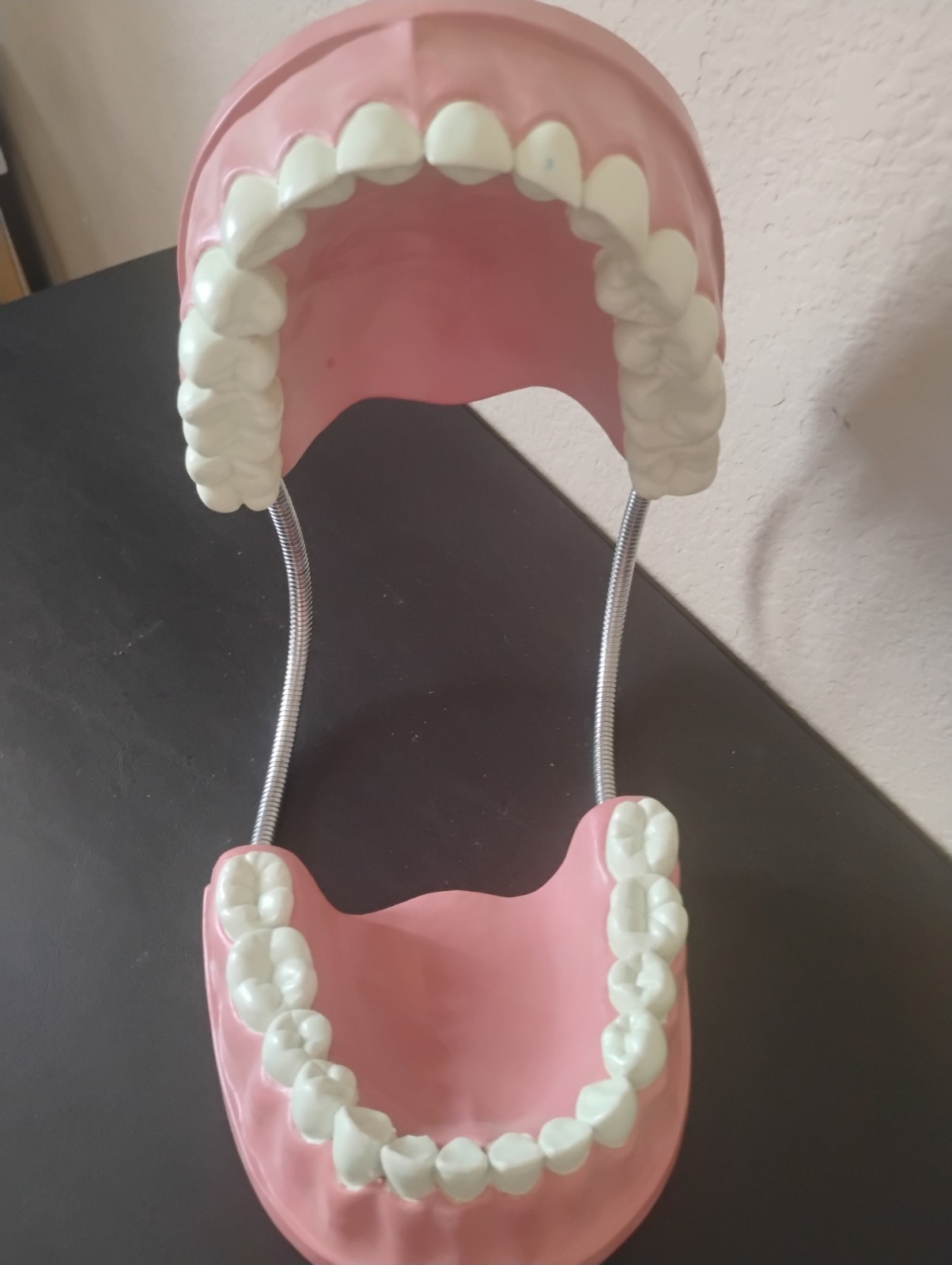 Large Anatomical Dental Model with Flexible Hinges for Educational Demonstration