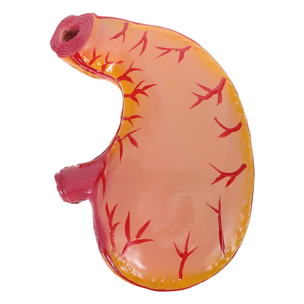 Stomach Anatomical Model: Stomach Study Model – Organ Anatomy Equipment –