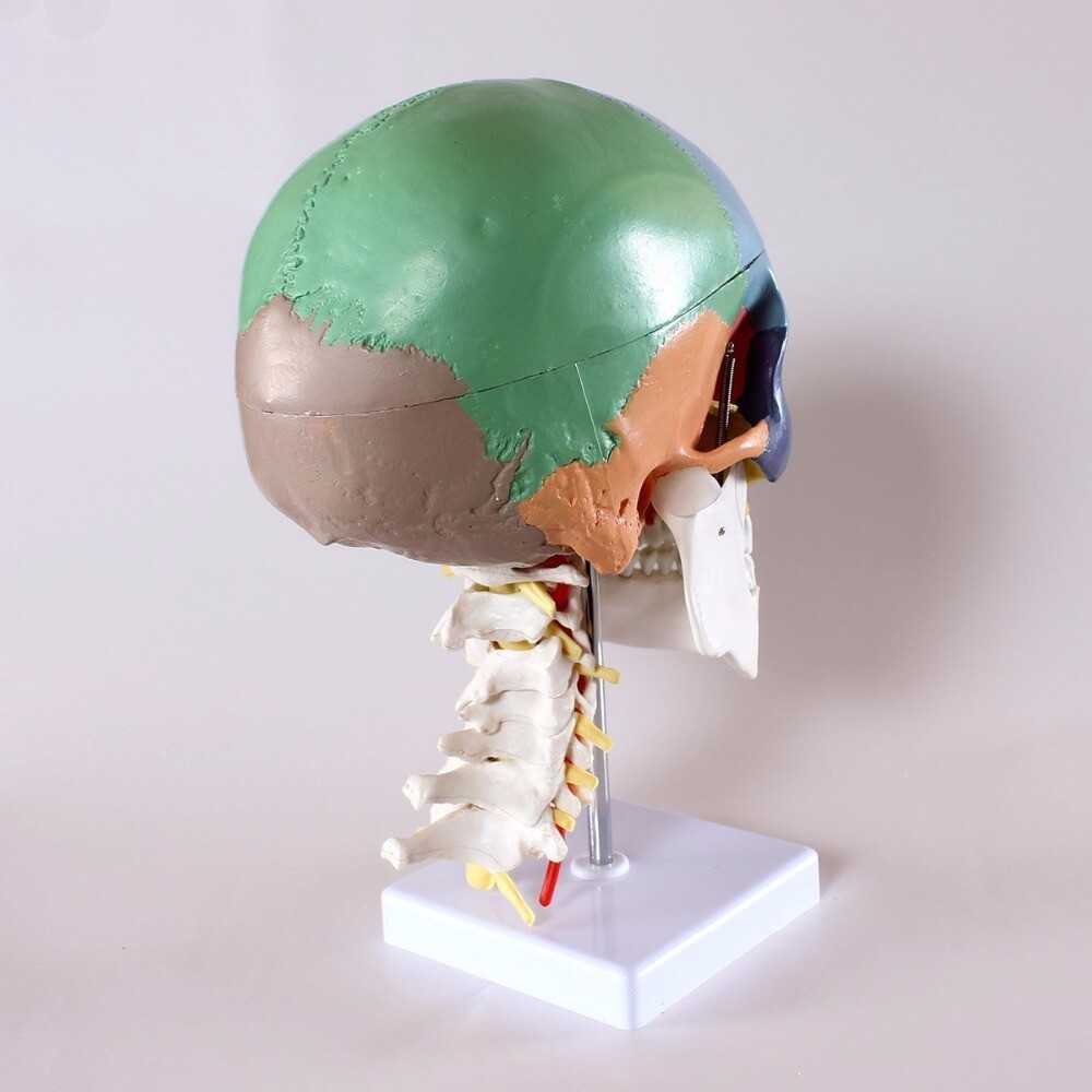 Human Anatomy Skeleton Anatomical Model with Colored Bones Cervical Vertebra US