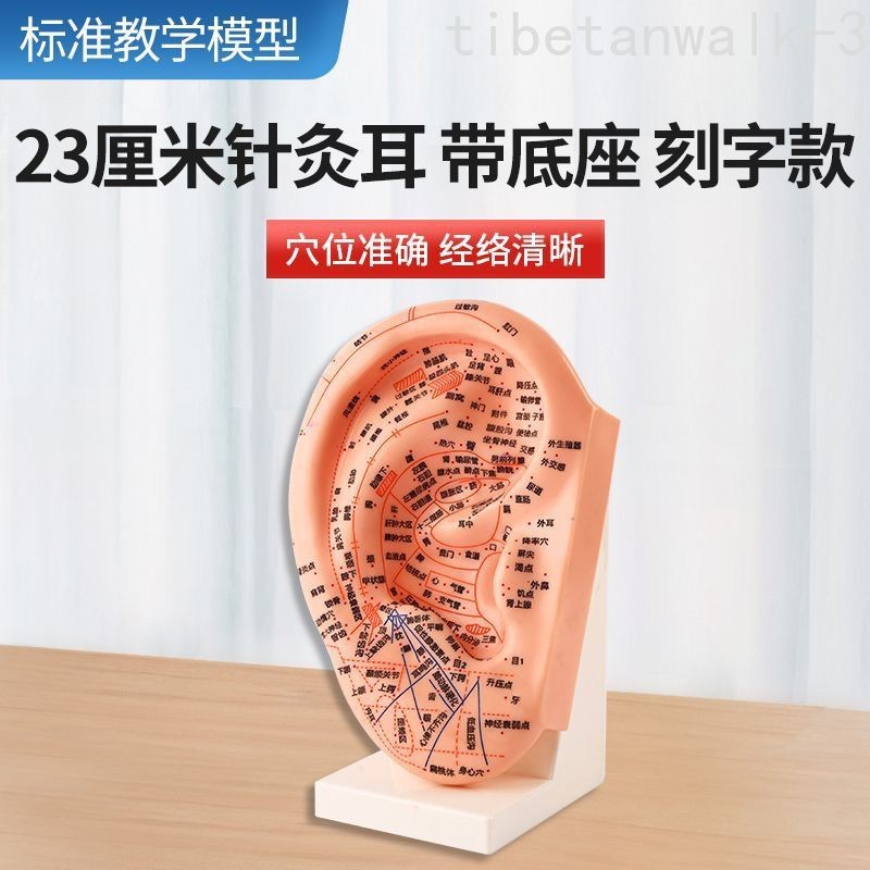 23cm Auriculotherapy Model. Ear Model of Reflex,Chinese Version