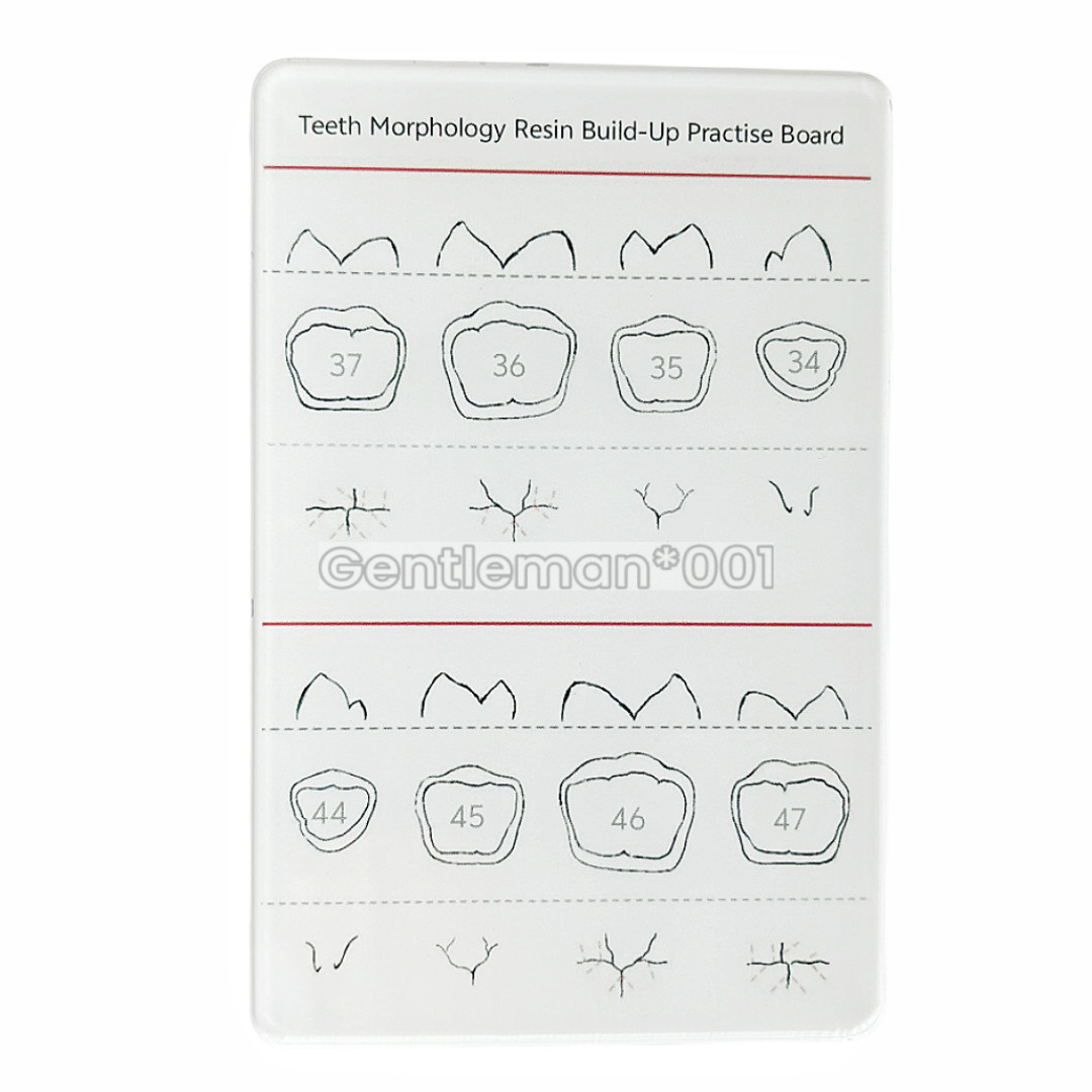 Dental Board Teeth Morphology Composite Build Up Practise Template Dentist Model