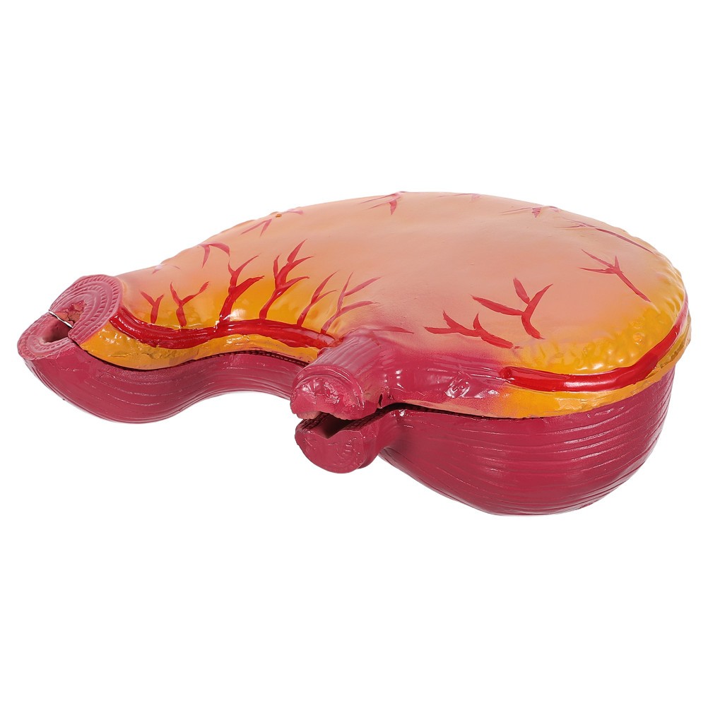Stomach Anatomical Model: Stomach Study Model – Organ Anatomy Equipment –