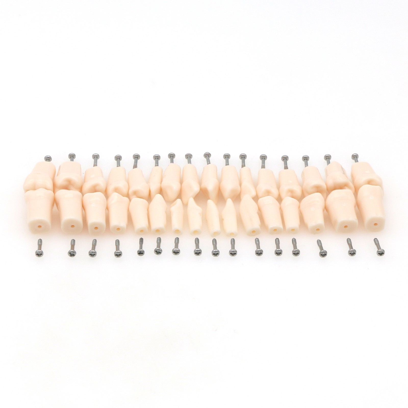 Dental Typodont Replacement Teeth Screw-in Model fit Kilgore NISSIN 200/500 Type