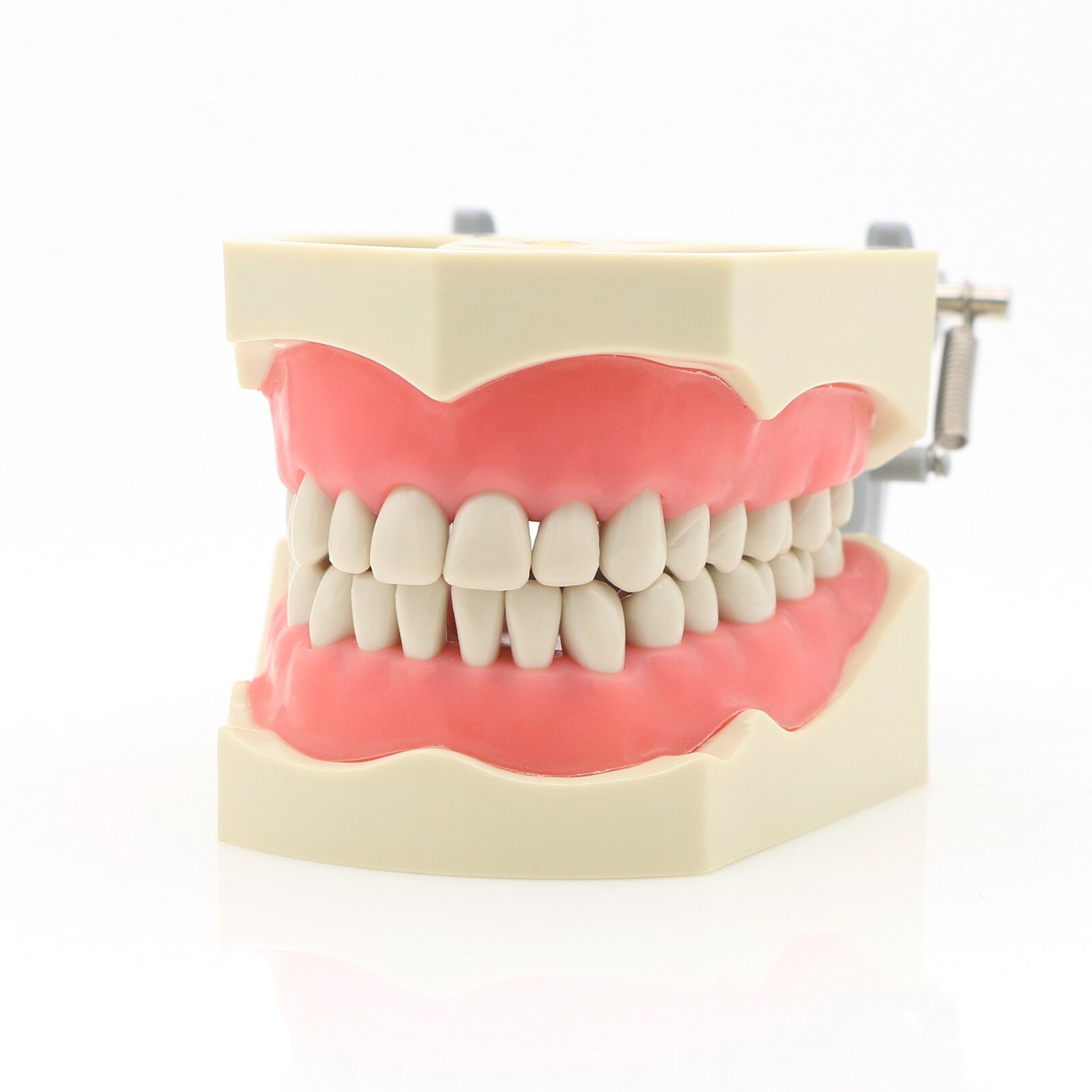 US Dental Typodont Model With Mounting Pole Fit Kilgore Nissin 200 Columbia Type