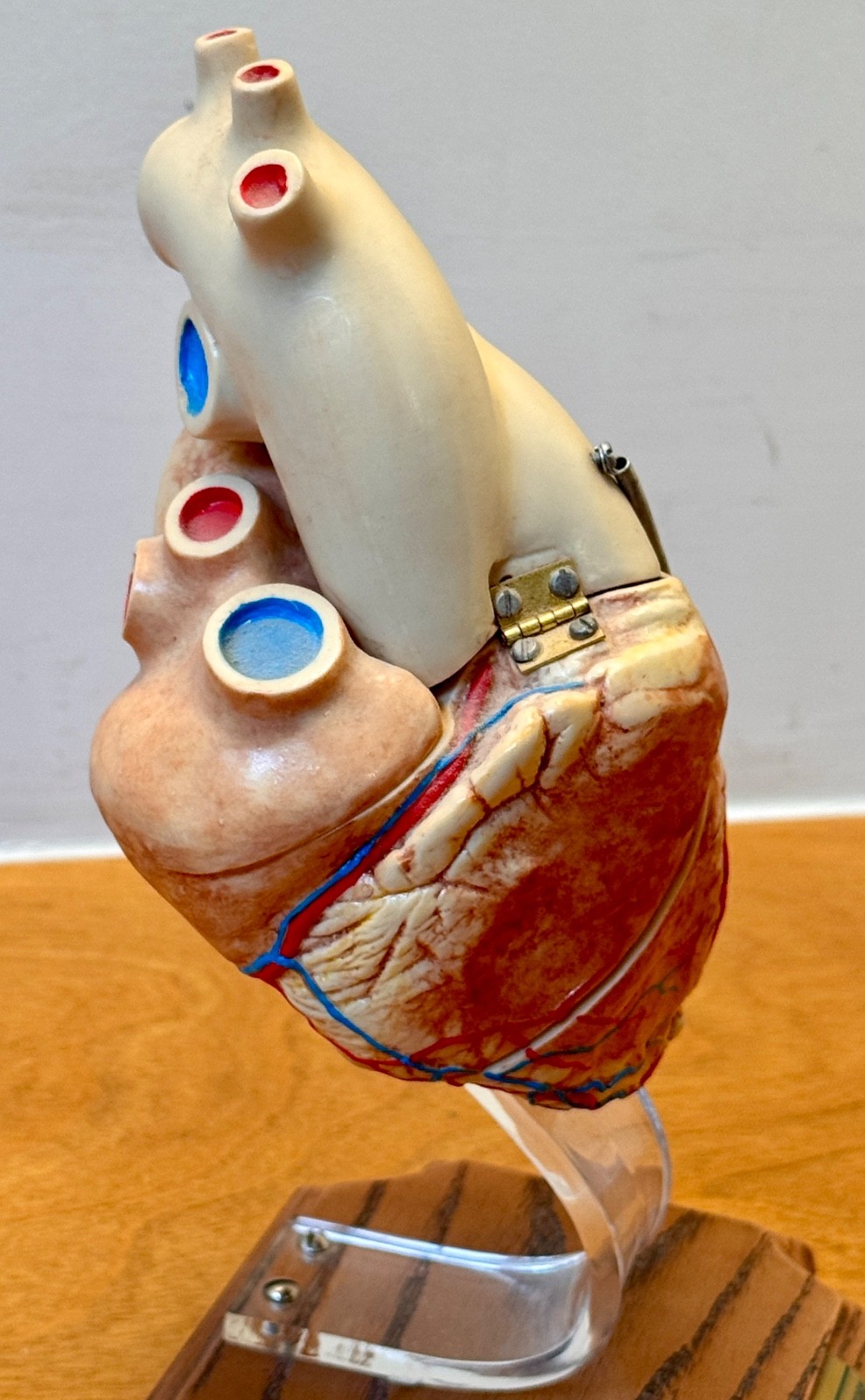 1970s Medical Plastics Laboratory Hinged Human Heart Model Sculpture Vtg Anatomy