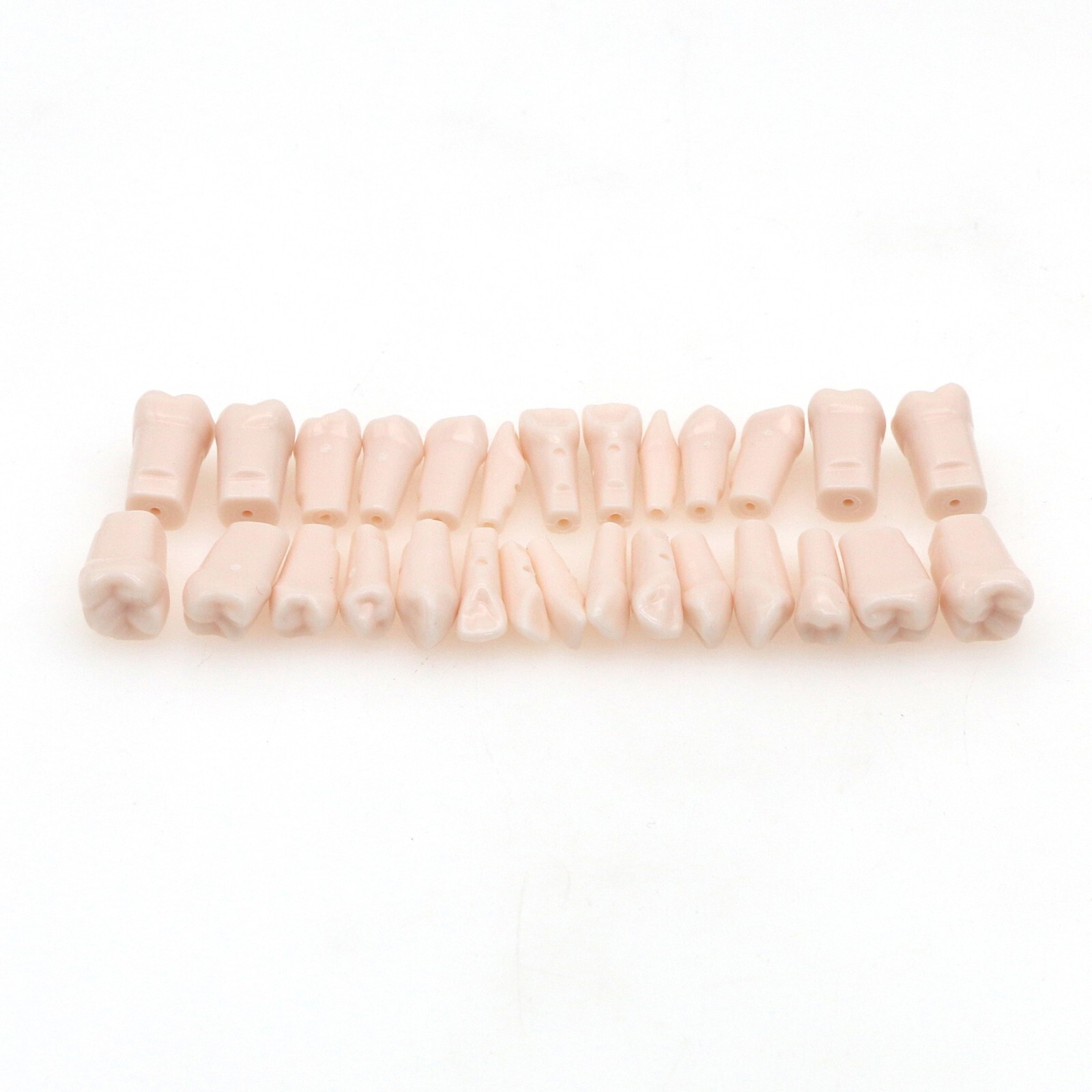 Dental Typodont Replacement Teeth Screw-in Model fit Kilgore NISSIN 200/500 Type