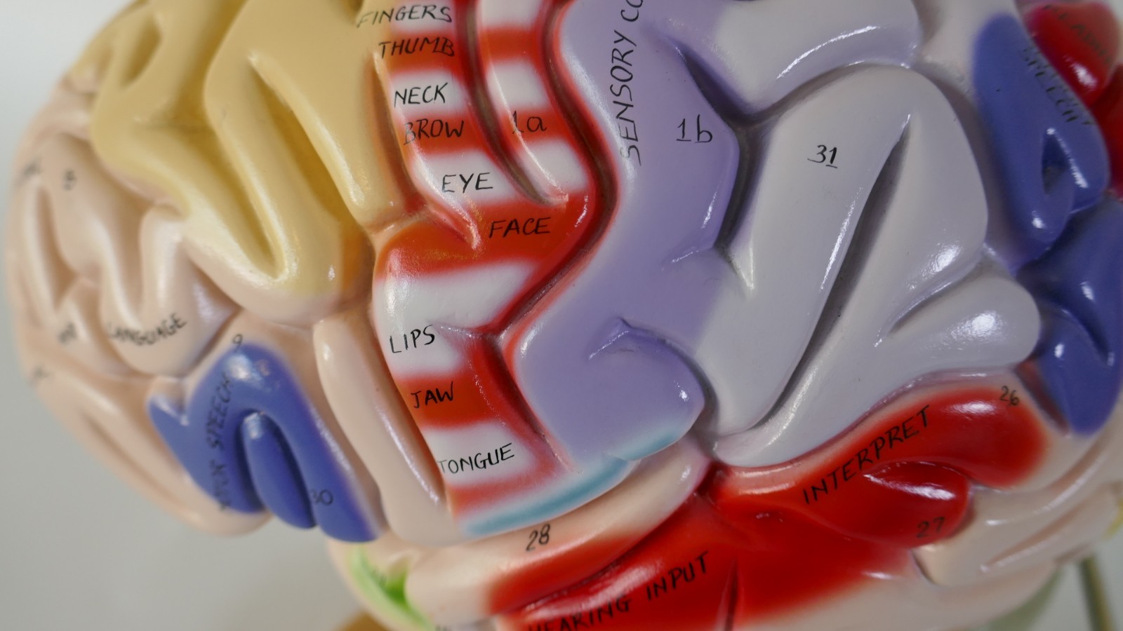 Denoyer-Geppert Brain Anatomical Model Medical Teaching – Numbers & function