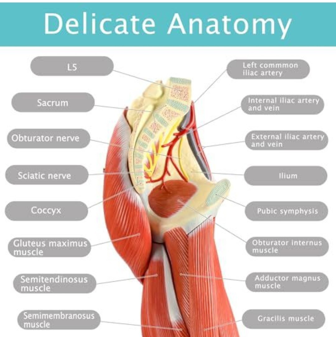 Evotech Scientific Human Leg with Detachable Muscles Anatomy Model, Life Size