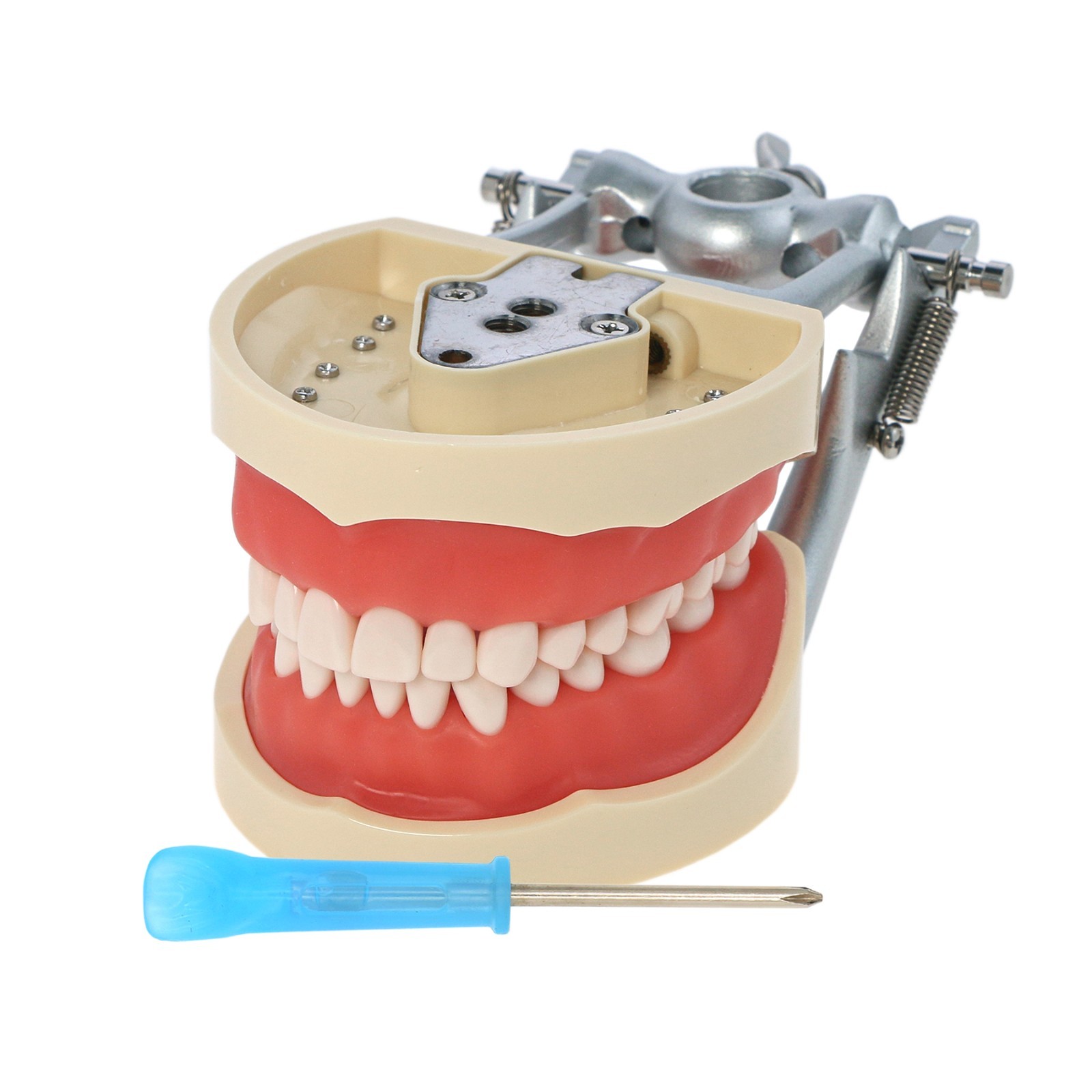 US Dental Typodont Model with 32pcs Removable Teeth fit Kilgore NISSIN 200 Type