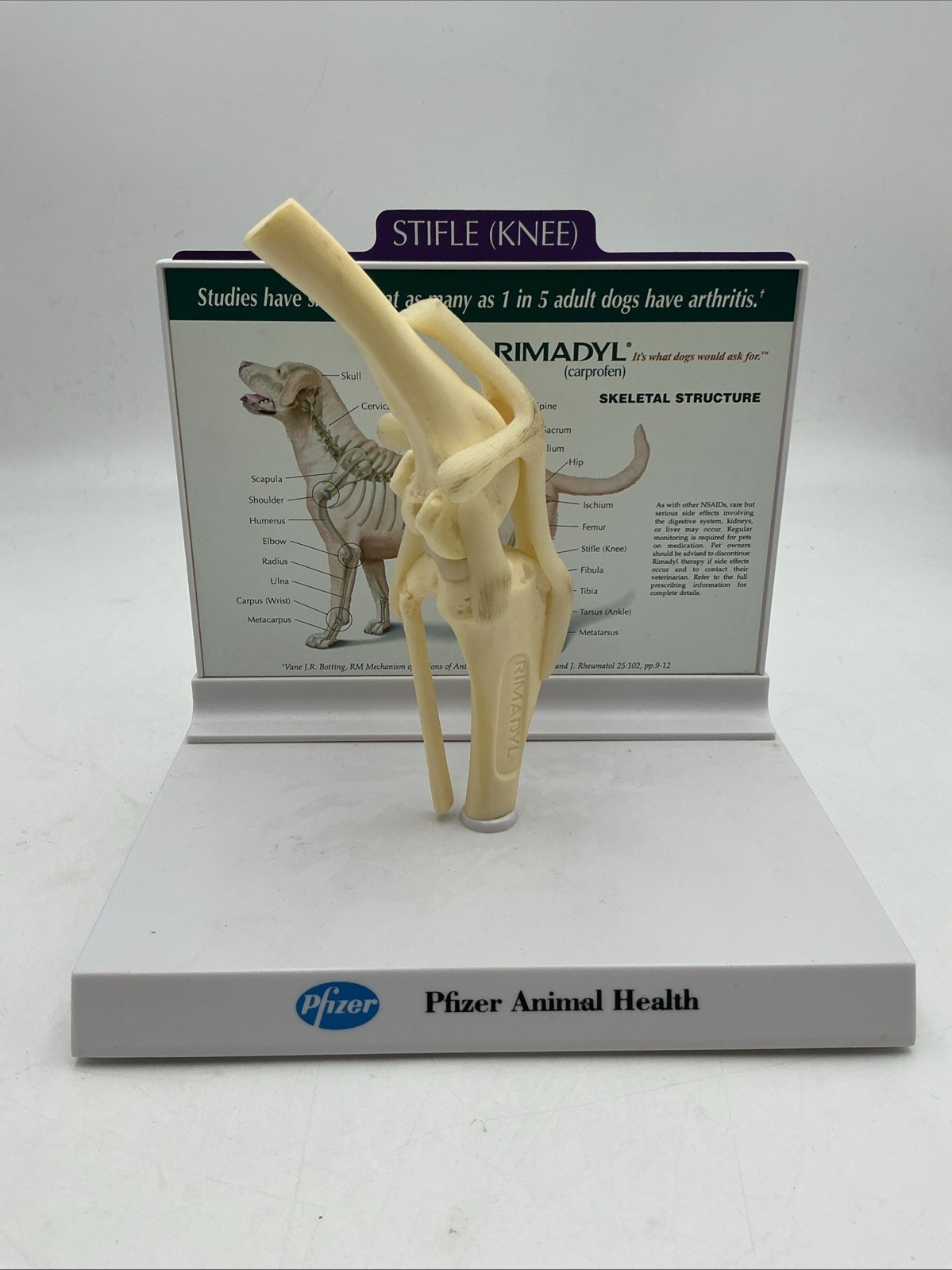 Pfizer Dog Knee Joint Skeleton Veterinary Model