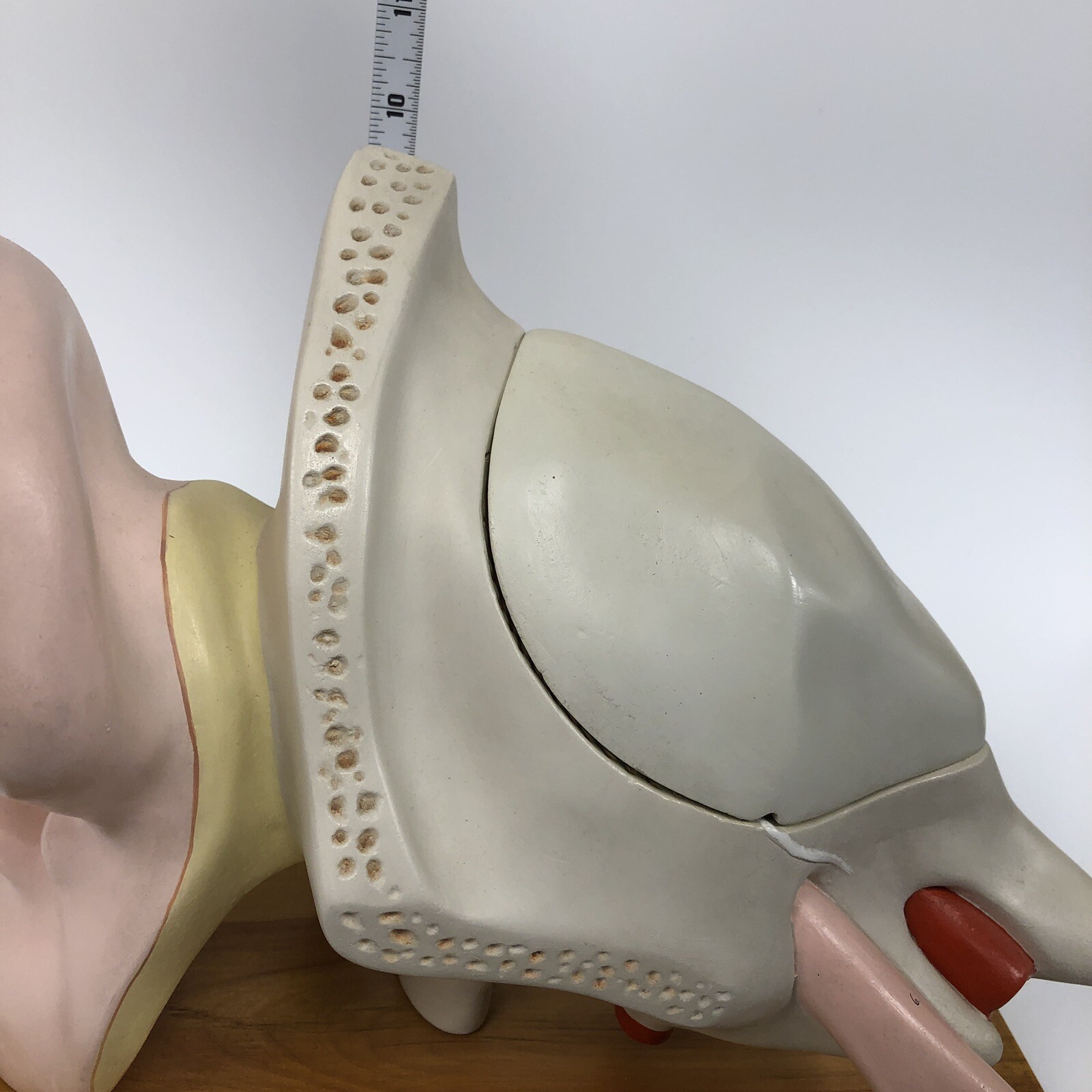 Denoyer Geppert Large Ear Anatomical Teaching Model 3-Part
