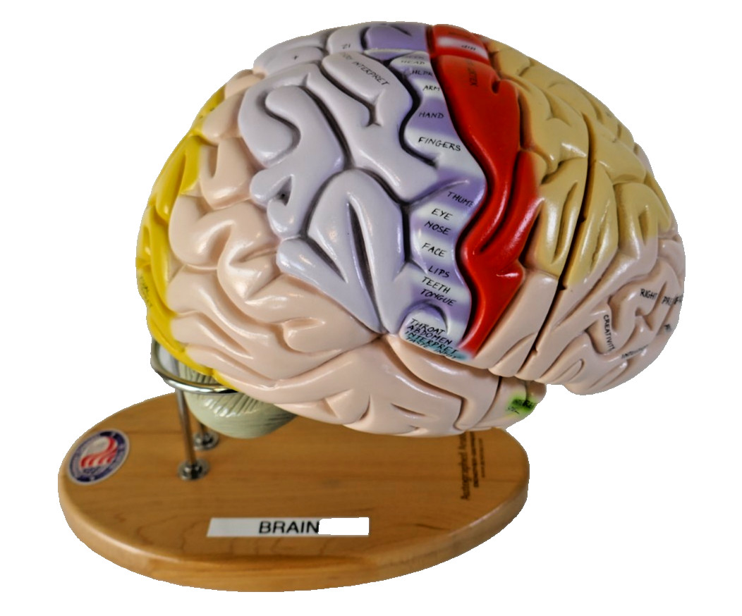 Denoyer-Geppert Brain Anatomical Model Medical Teaching – Numbers & function