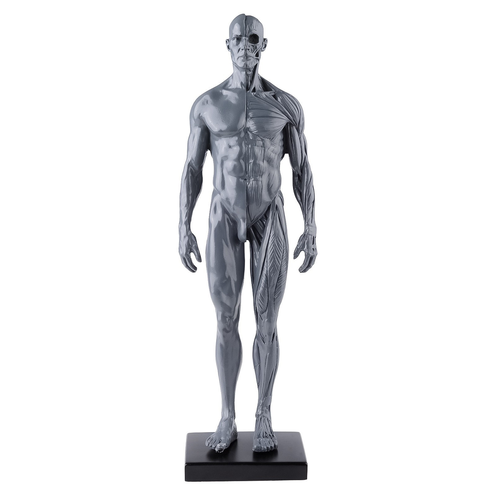 30cm Human Skeleton Anatomical Model Male Anatomy Skull Muscle Bone US Stock
