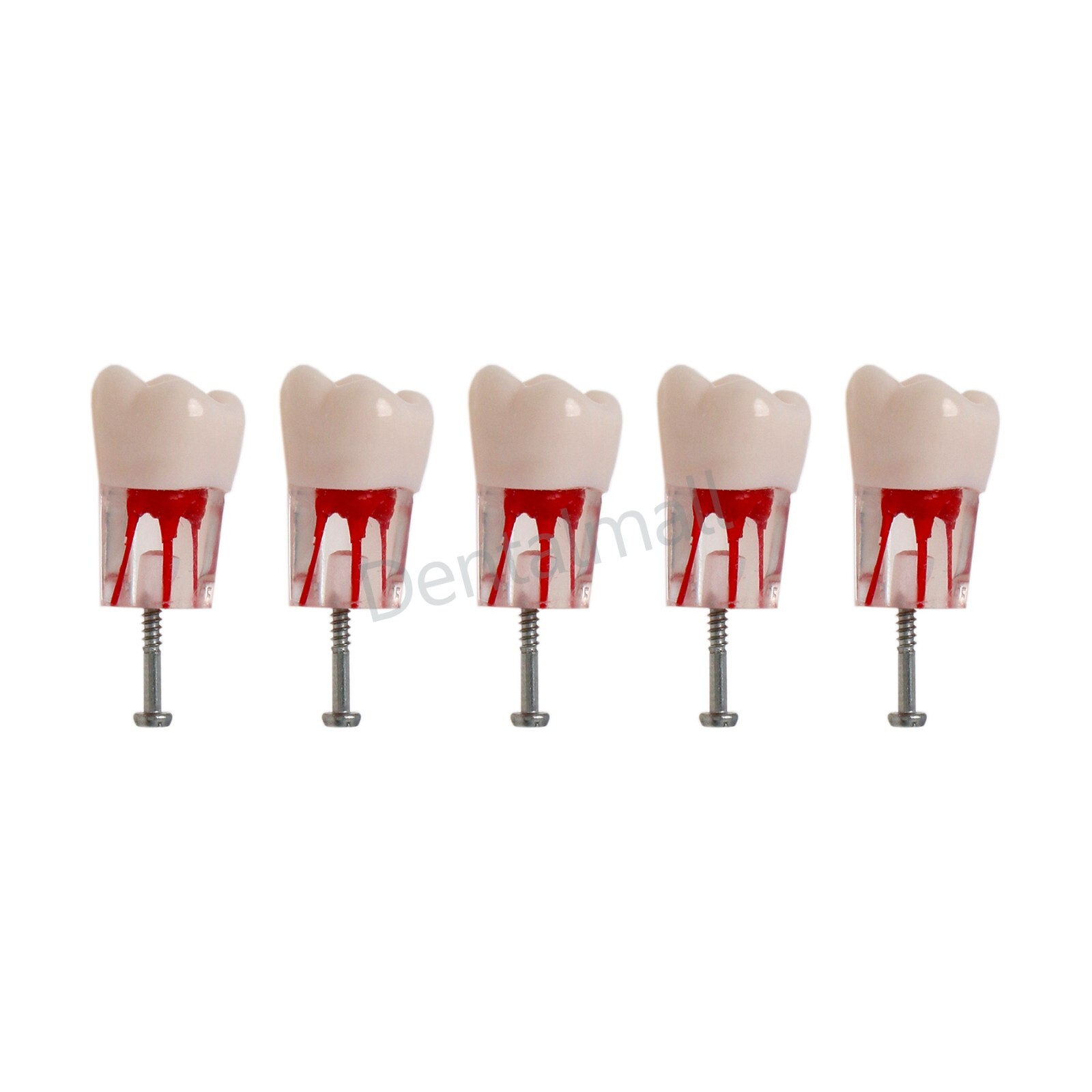 Dental Teeth Model Endo Root Canal Pulp Files Practise Blocks Fit NISSIN 200