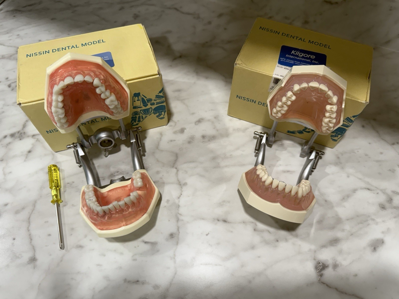 Periodontal Disease Simulated/ Removable Teeth Models, Colgate PT Ed With Brush