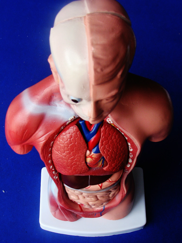 Model Anatomy Professional Medical Educational Torso 15 Parts 26cm 11″ ARTMED