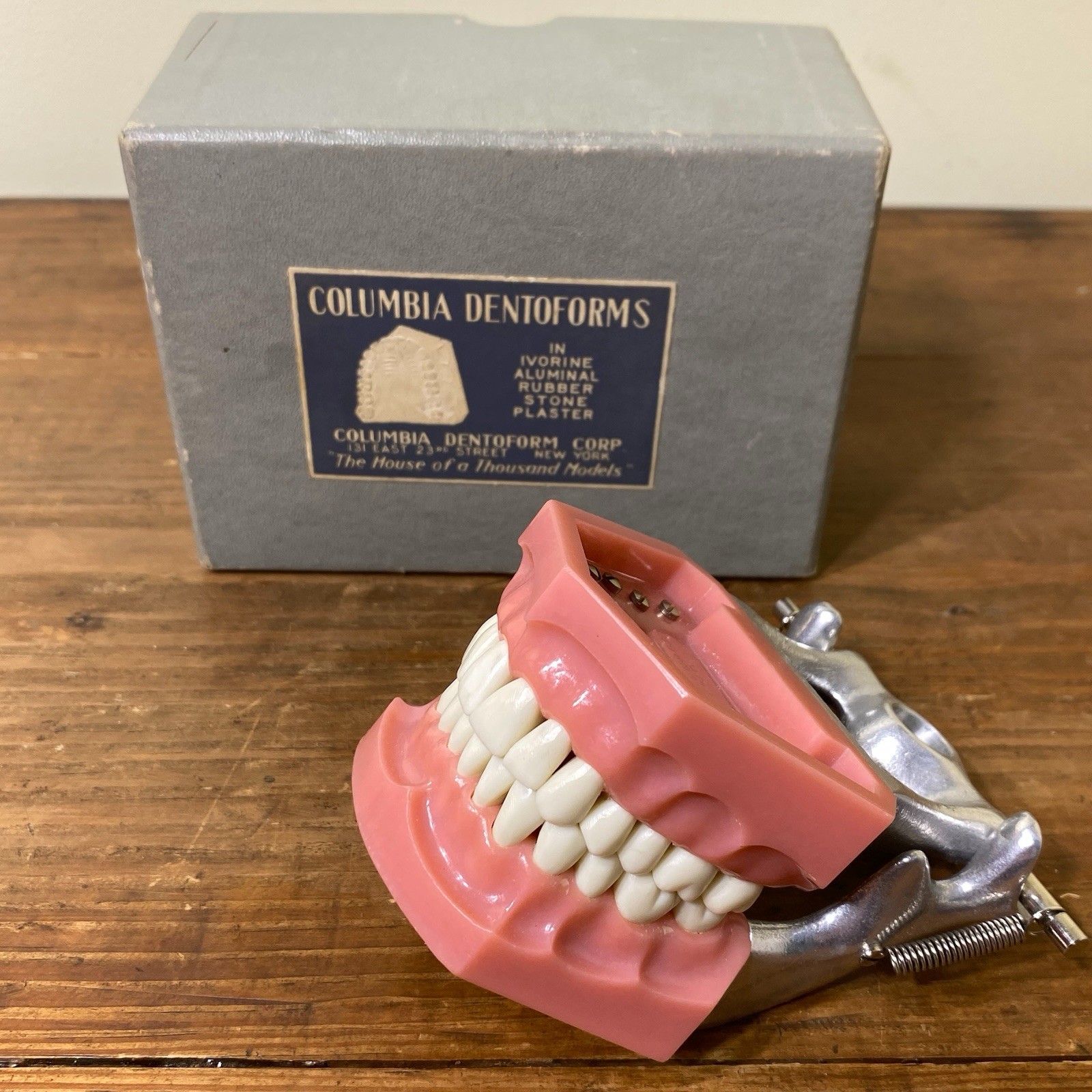 VTG Colombia Dentoform Dental Articulator Model Teeth Dentist Lab Tool Medical
