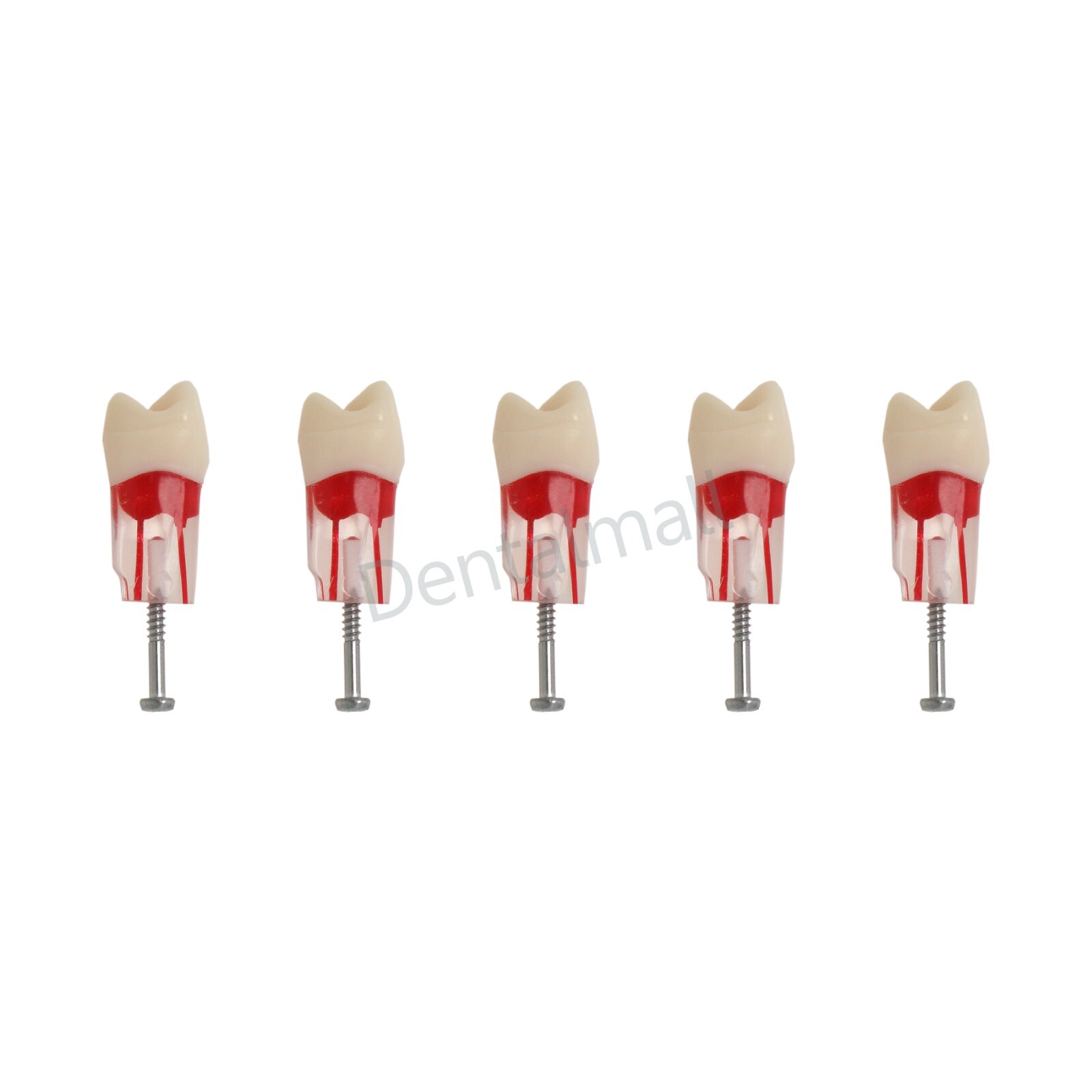 Dental Teeth Model Endo Root Canal Pulp Files Practise Blocks Fit NISSIN 200