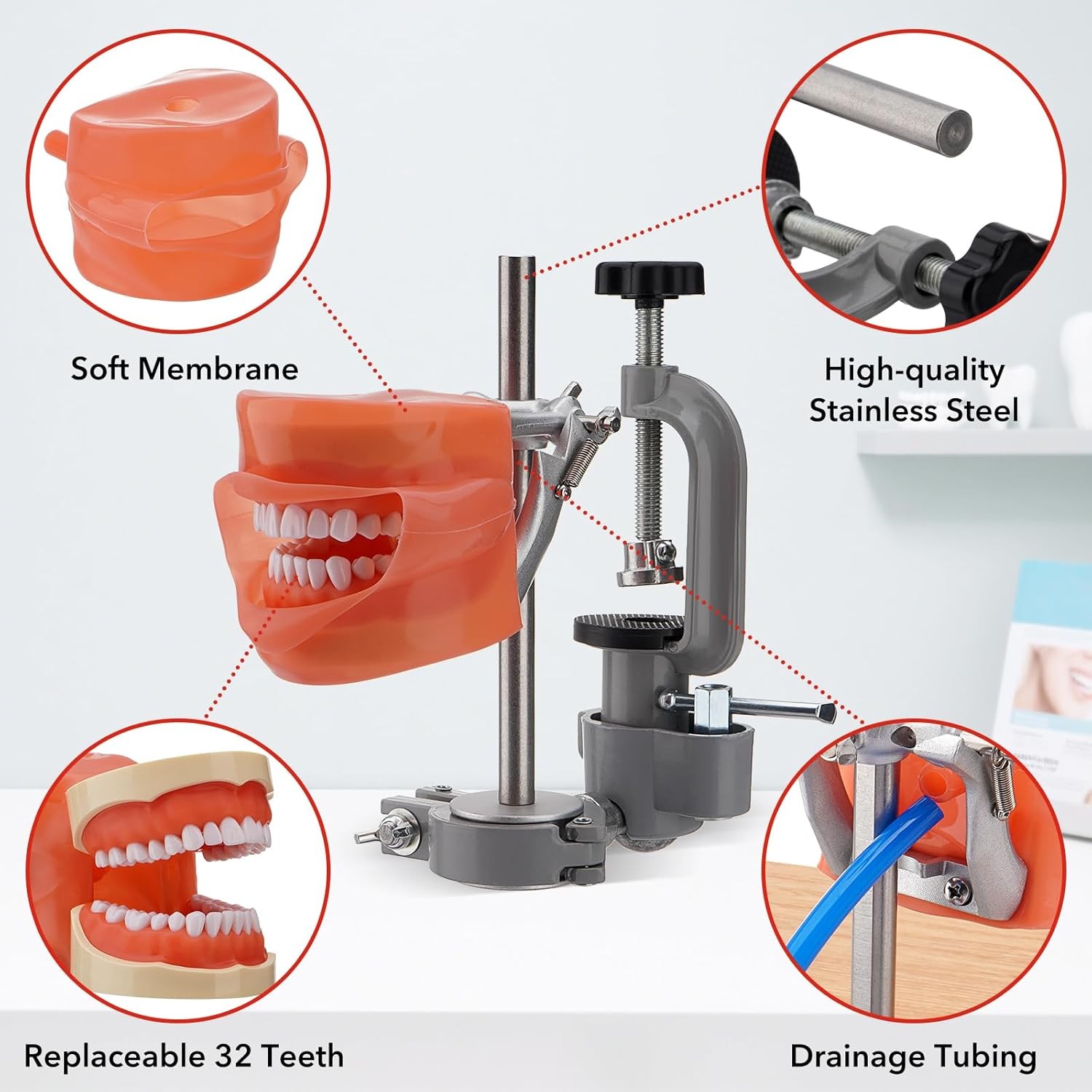 Dental Typodont Teeth Model Dental Simulator Dental Head Model 360° Rotating New