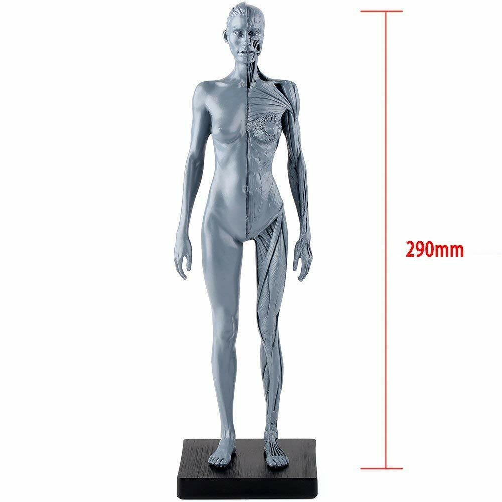 1:6 30cm Human Anatomy Skull Blood Sculpture Head Body Muscle Bone Model Female