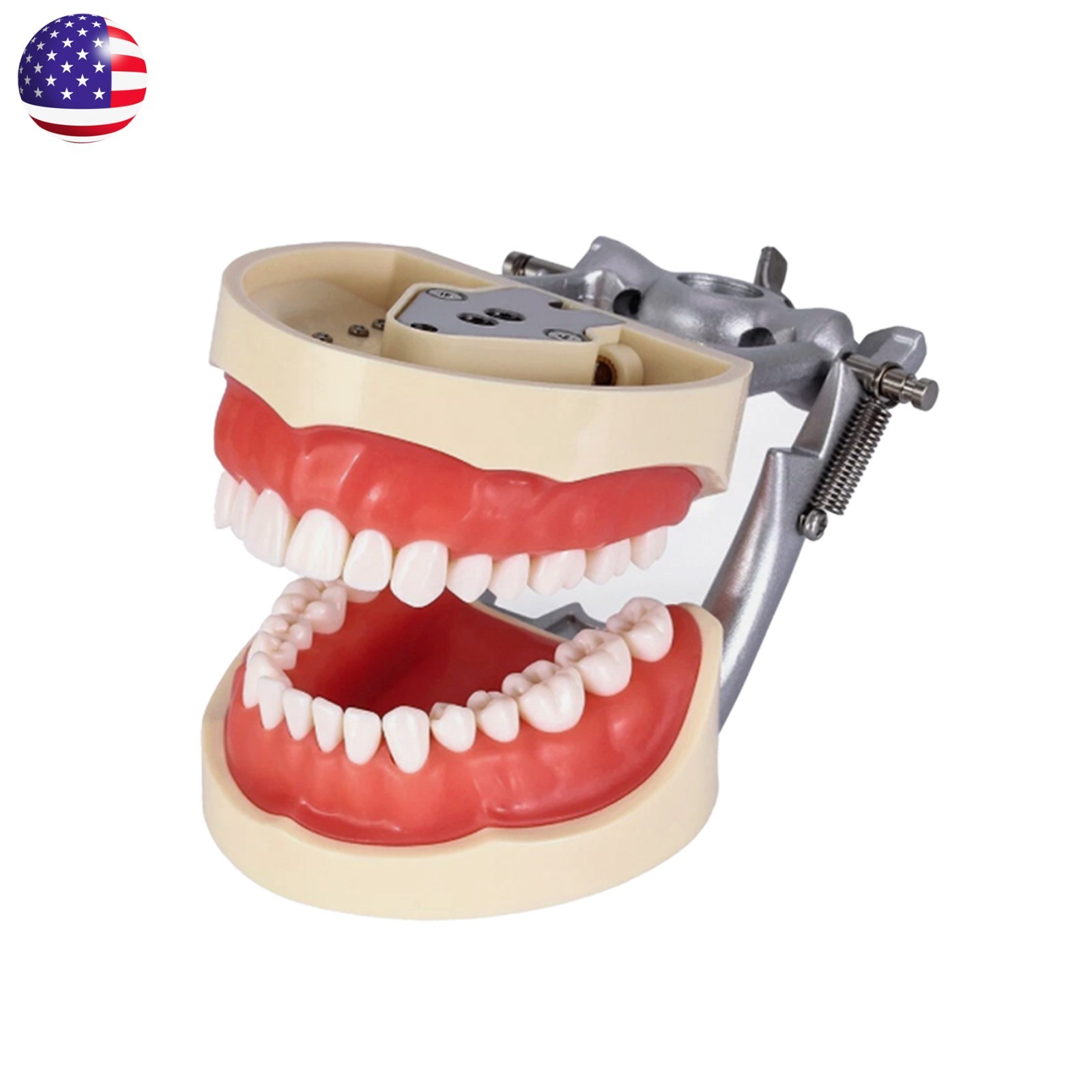US Dental Kilgore Nissin 200 Typodont Model 32PCS Teeth, Removable, Soft Gingiva