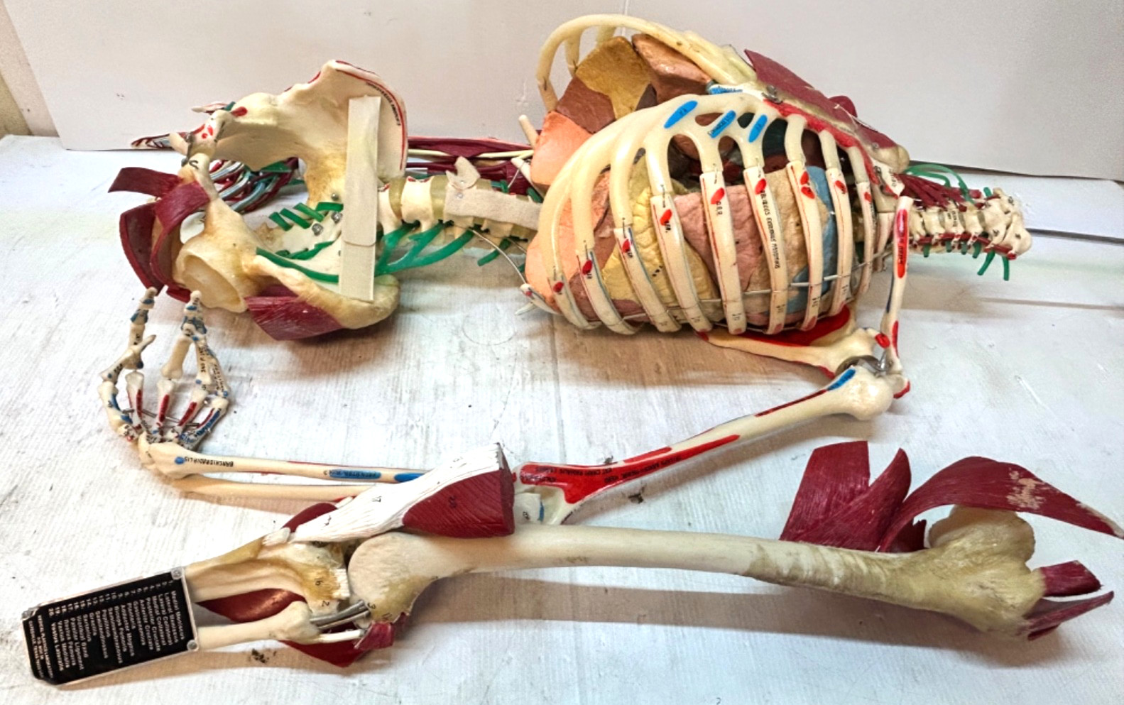Skele-Torso Anatomy Medical Plastics Laboratory SK-2500 Torso (No Skull) T1183