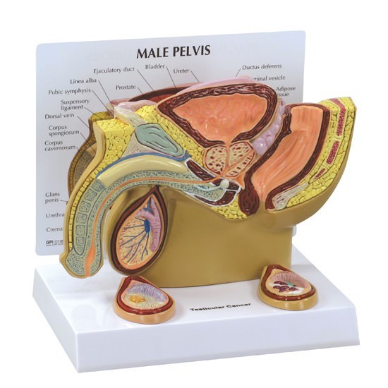 Male Pelvis Testicles GPI Anatomy Model wKey LFA#3570 Make Us an Offer SEE VIDEO