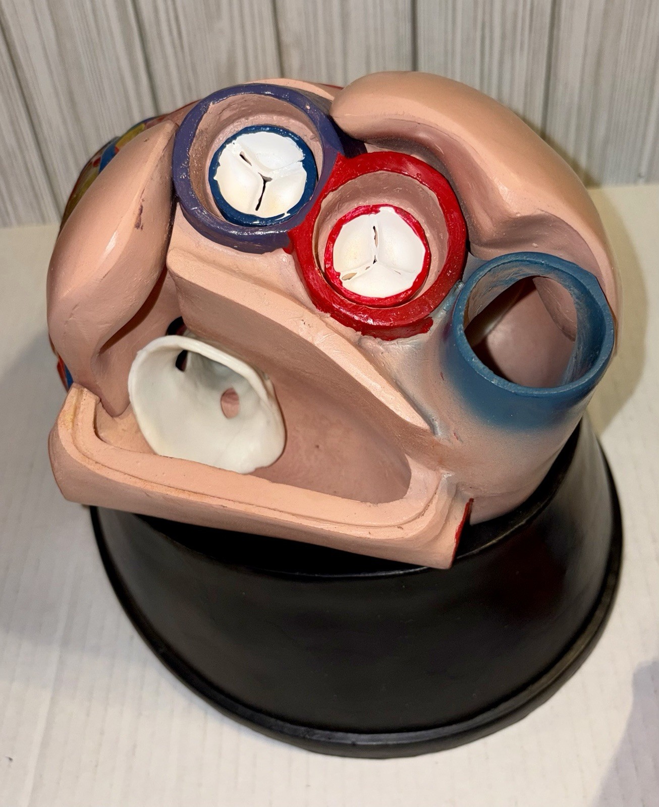 Dissectible Human Anatomical Jumbo Heart Model 7 Piece + Base Teaching Model