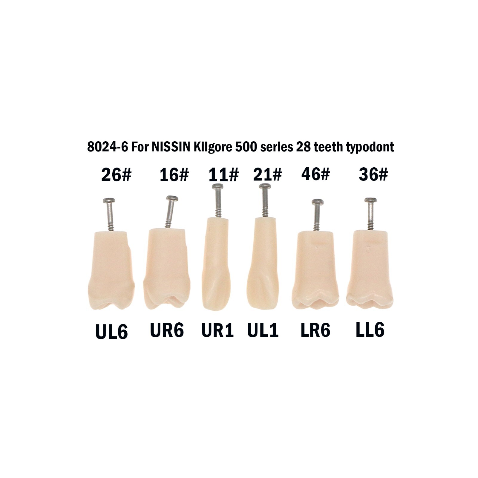 Dental Replacement Screw-in Teeth Typodont Model fit Kilgore NISSIN 200/500 Type