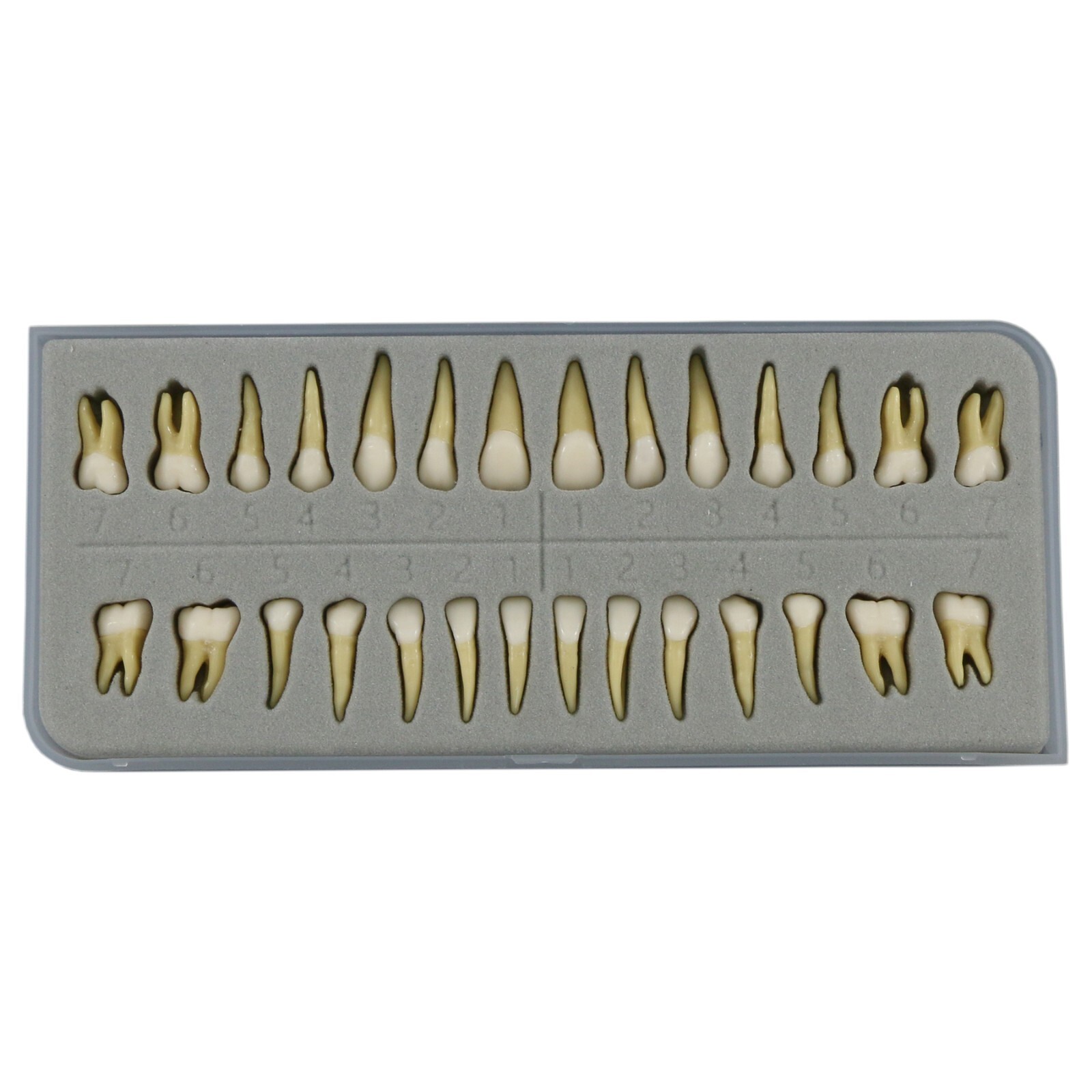 Dental Typodont Teeth Model Overdenture Implant Practice Endo Ortho Teachi Study