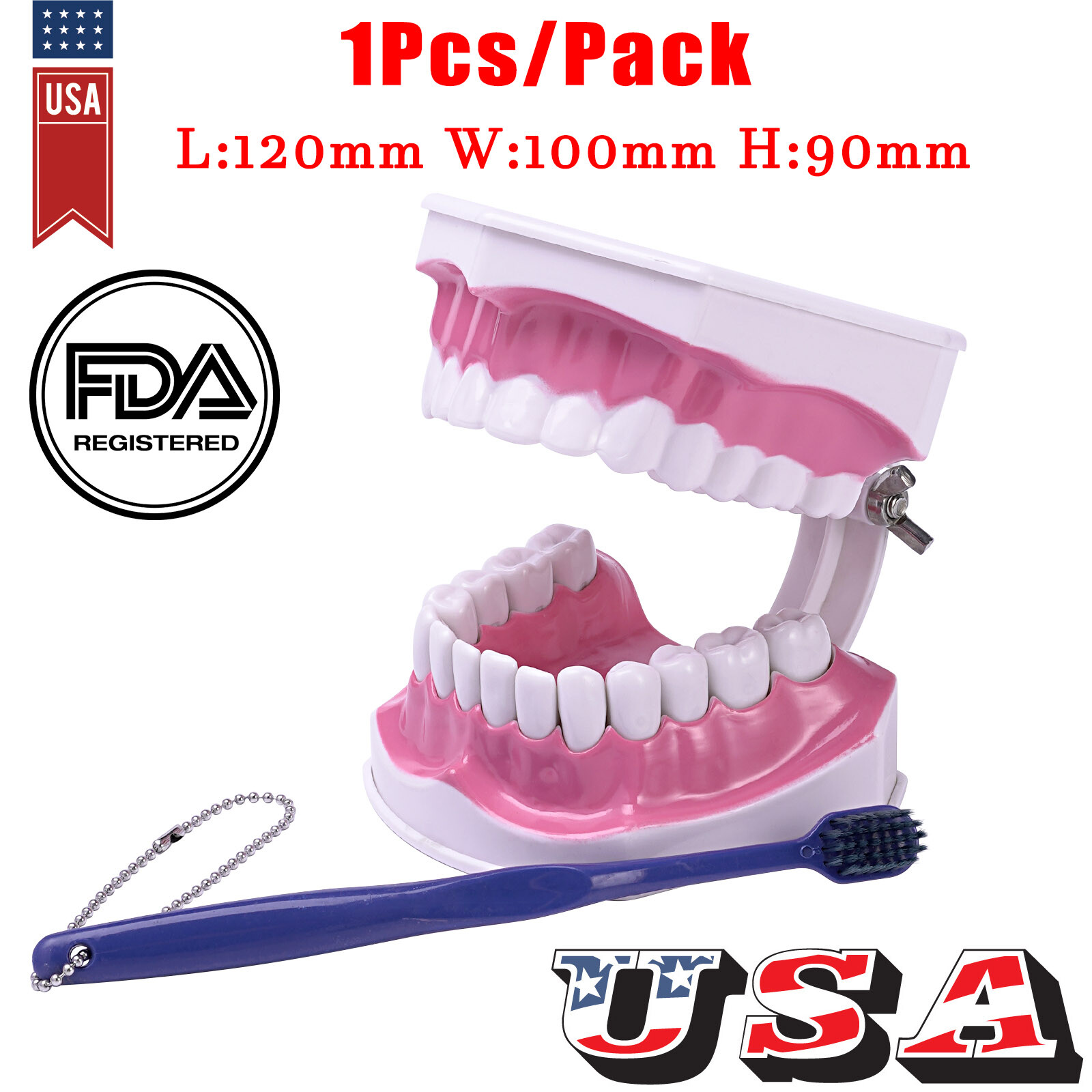 2Pcs Dental Study Model Colgate 2Times Large With Removable Adult Teeth Model