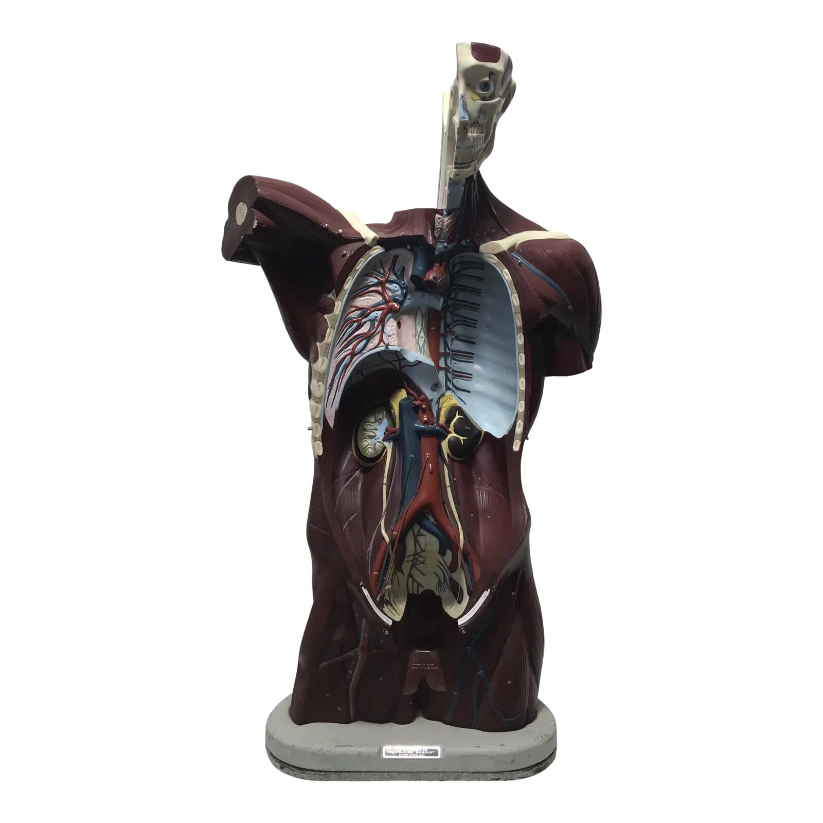 Nystrom Mid-Century Anatomical «Life Like» Medical Model of the Male Torso- 1960