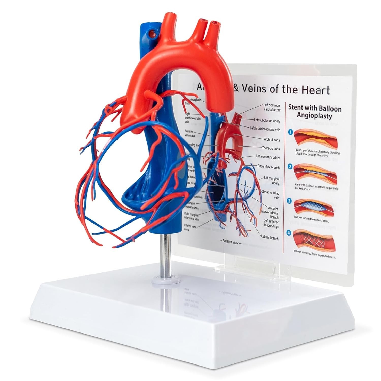 Merinden Life Size Human Heart Model Anatomy Vascular Teaching Display – NIB