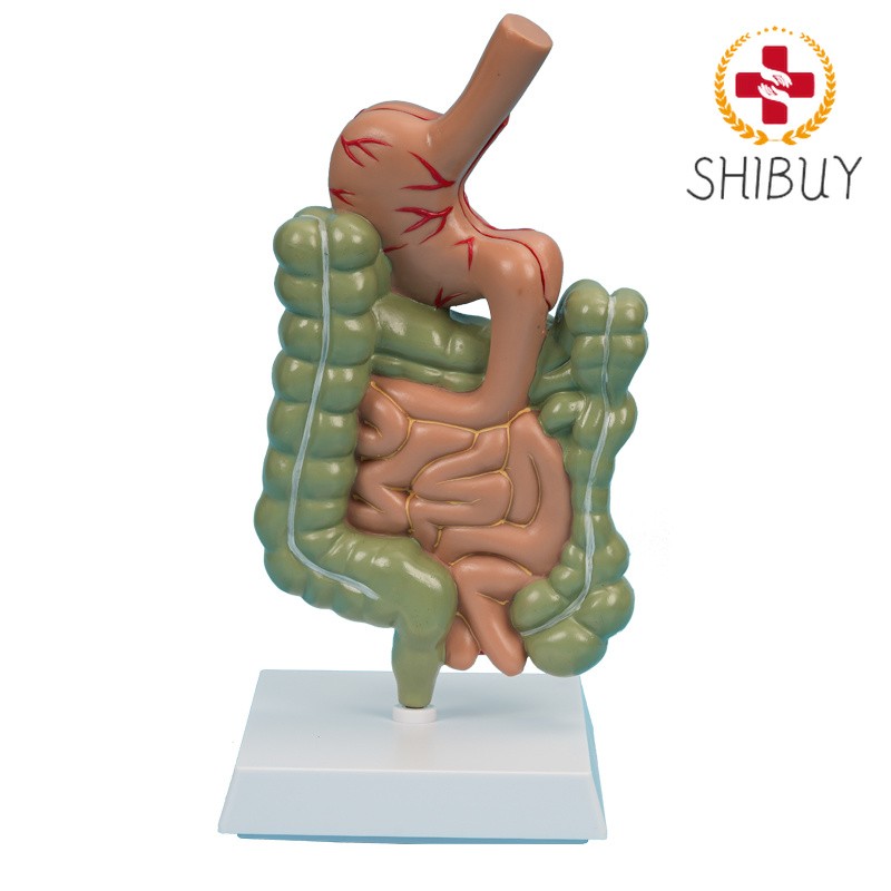 Digestive System Stomach Anatomy Small Large Intestine Colon Anatomical Model
