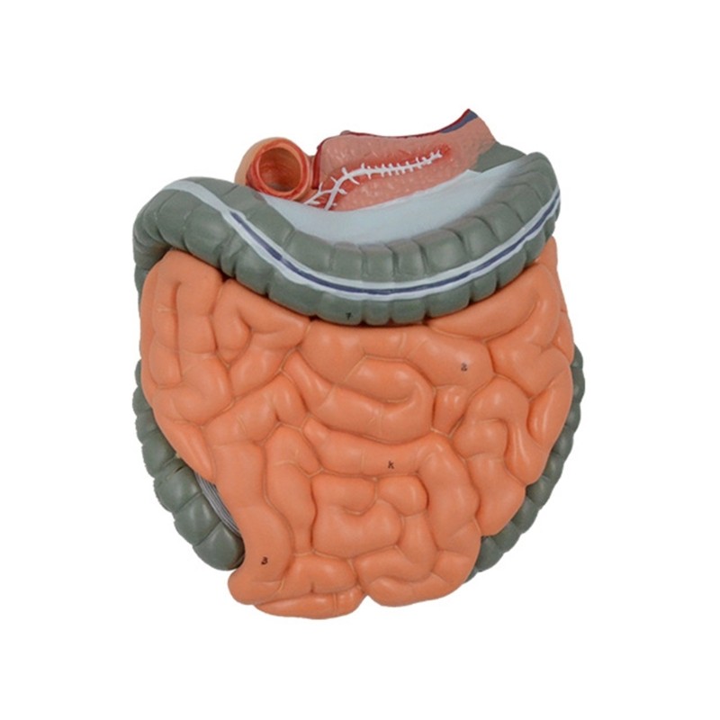 Anatomical Large Intestine Cecum Model for Medical Research, Model