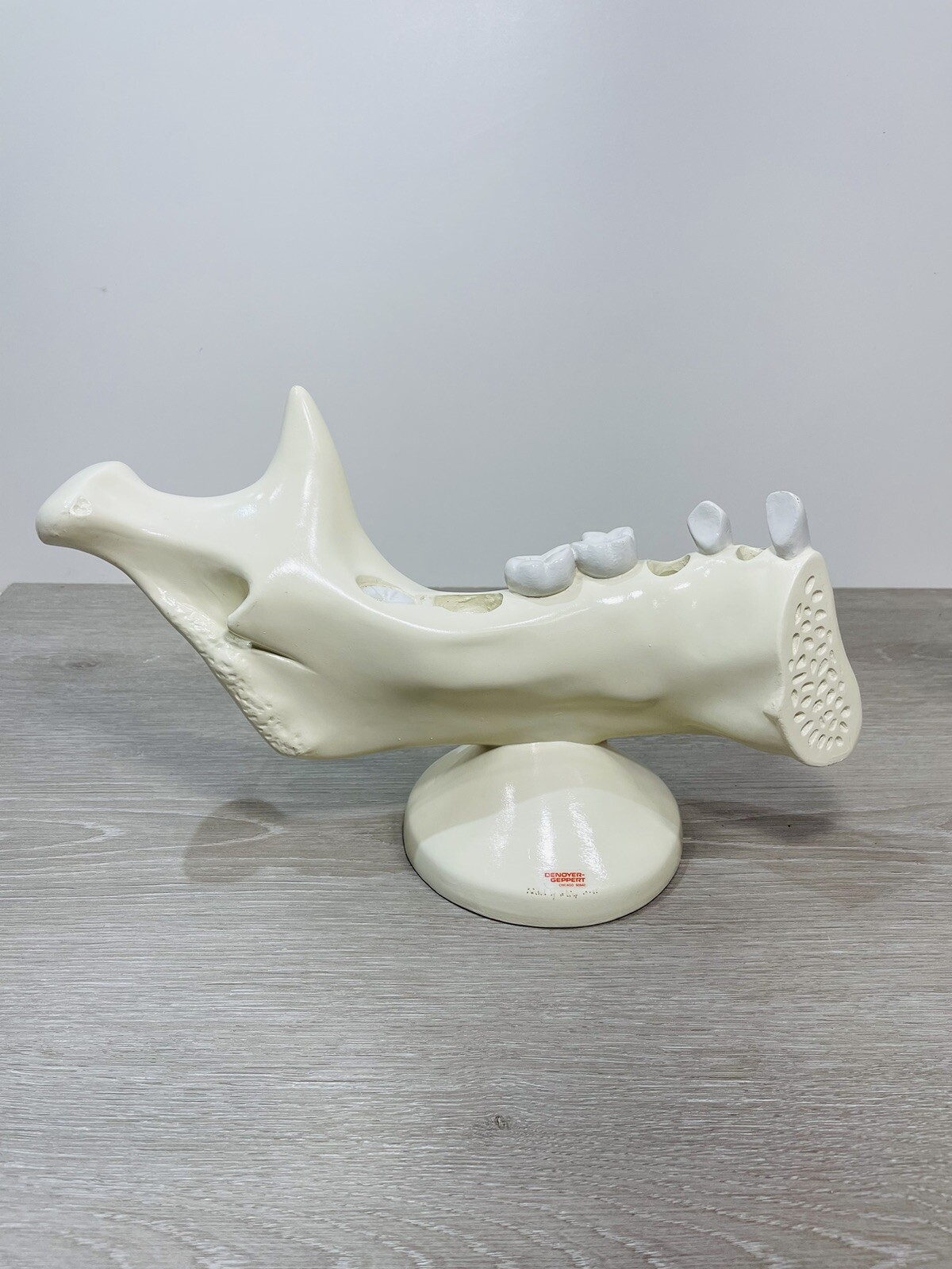 Denoyer Geppert Anatomical Model – Lower Jaw Bone Teeth