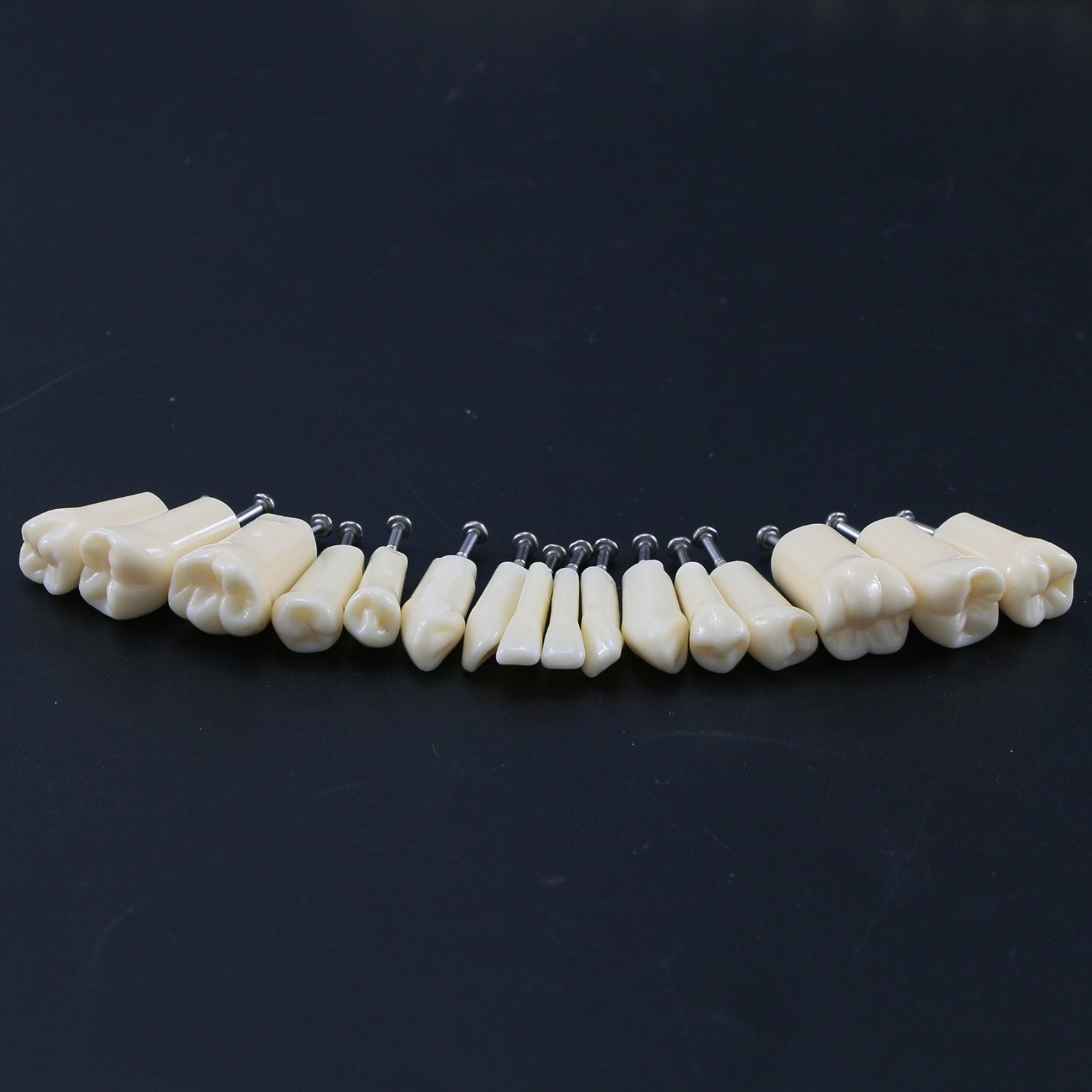 Kilgore Nissin 200 Type Dental Typodont 32Pcs Teeth Model Screw-in Replacement