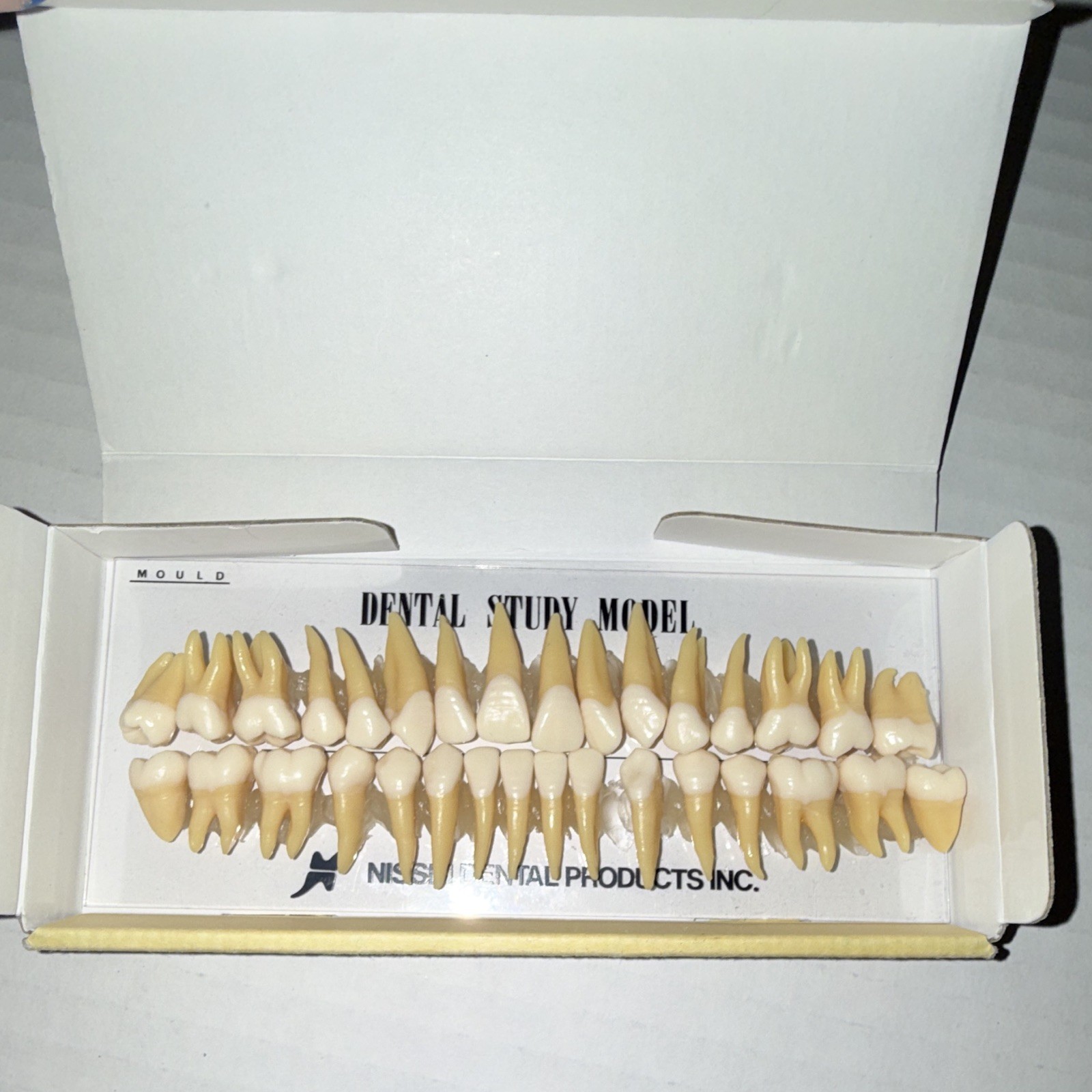 Kilgore Typodont Teeth Dental Study Model Set B3-305(32S) for Dentistry Lab