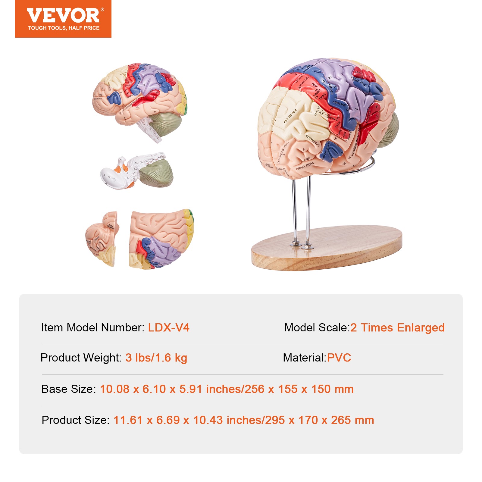 VEVOR Human Brain Model Anatomy Teaching Brain Model 4-Part Labeled 2X Enlarged