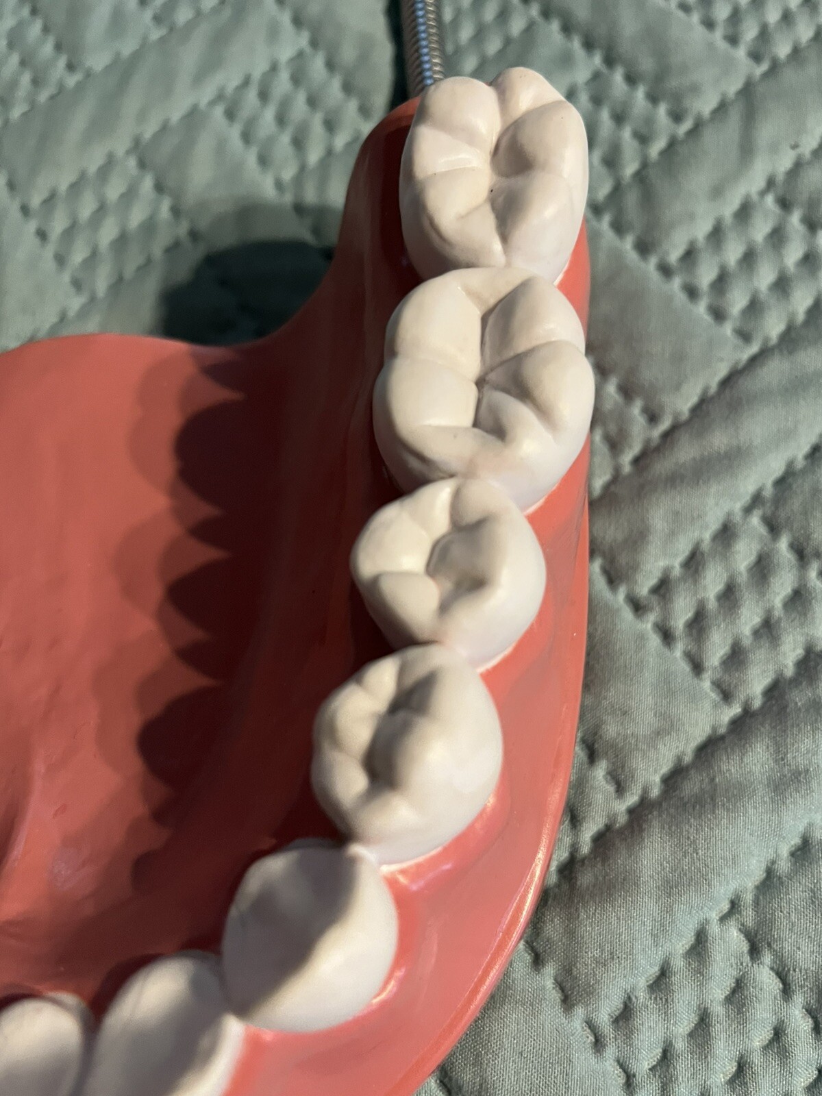 Giant teeth model for hygenist teaching how to brush.