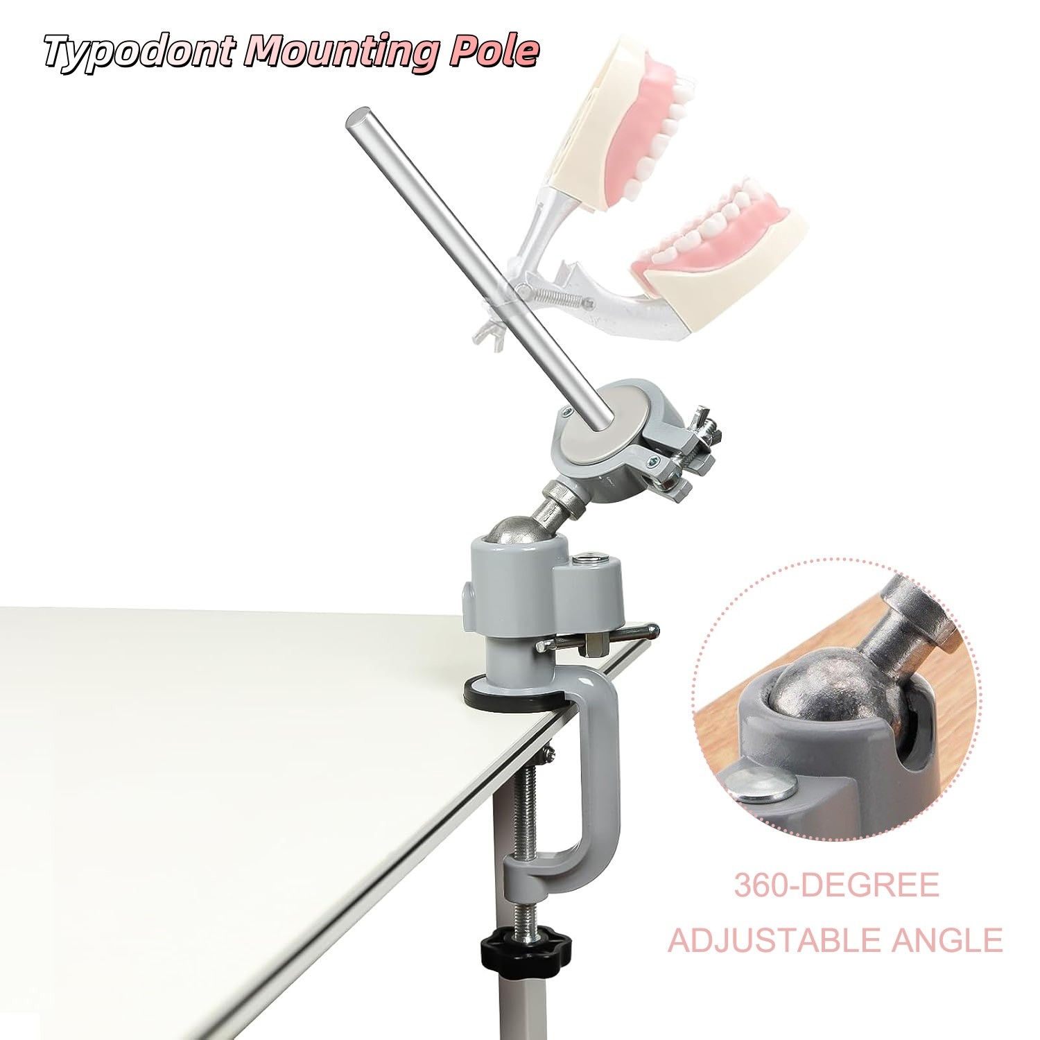 Dental Typodont Mounting Pole Teeth Model 360° Rotating not Teeth Model USA