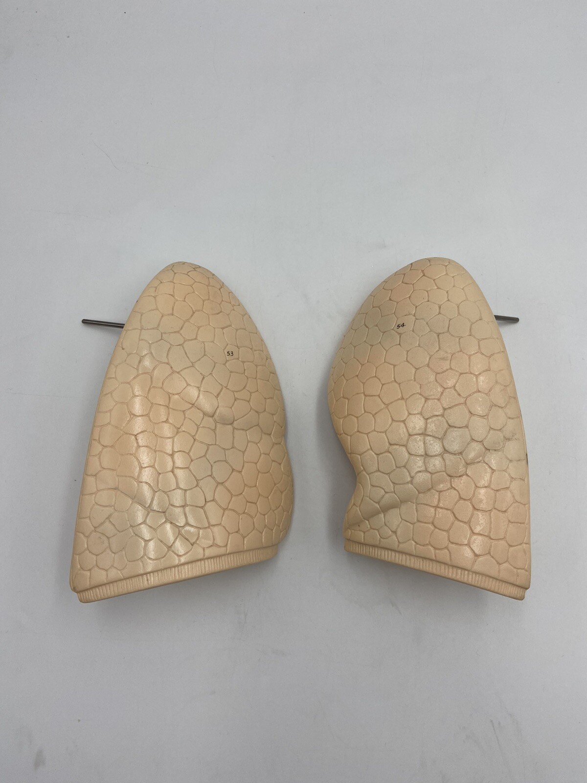 Denoyer Geppert Anatomical – Torso Lungs – Spare Replacement Part