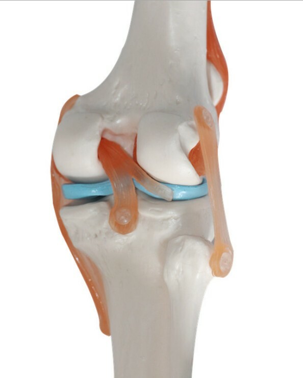 1:1 Size Human Knee Joint Simulation Model Medical Anatomy Education US STOCK