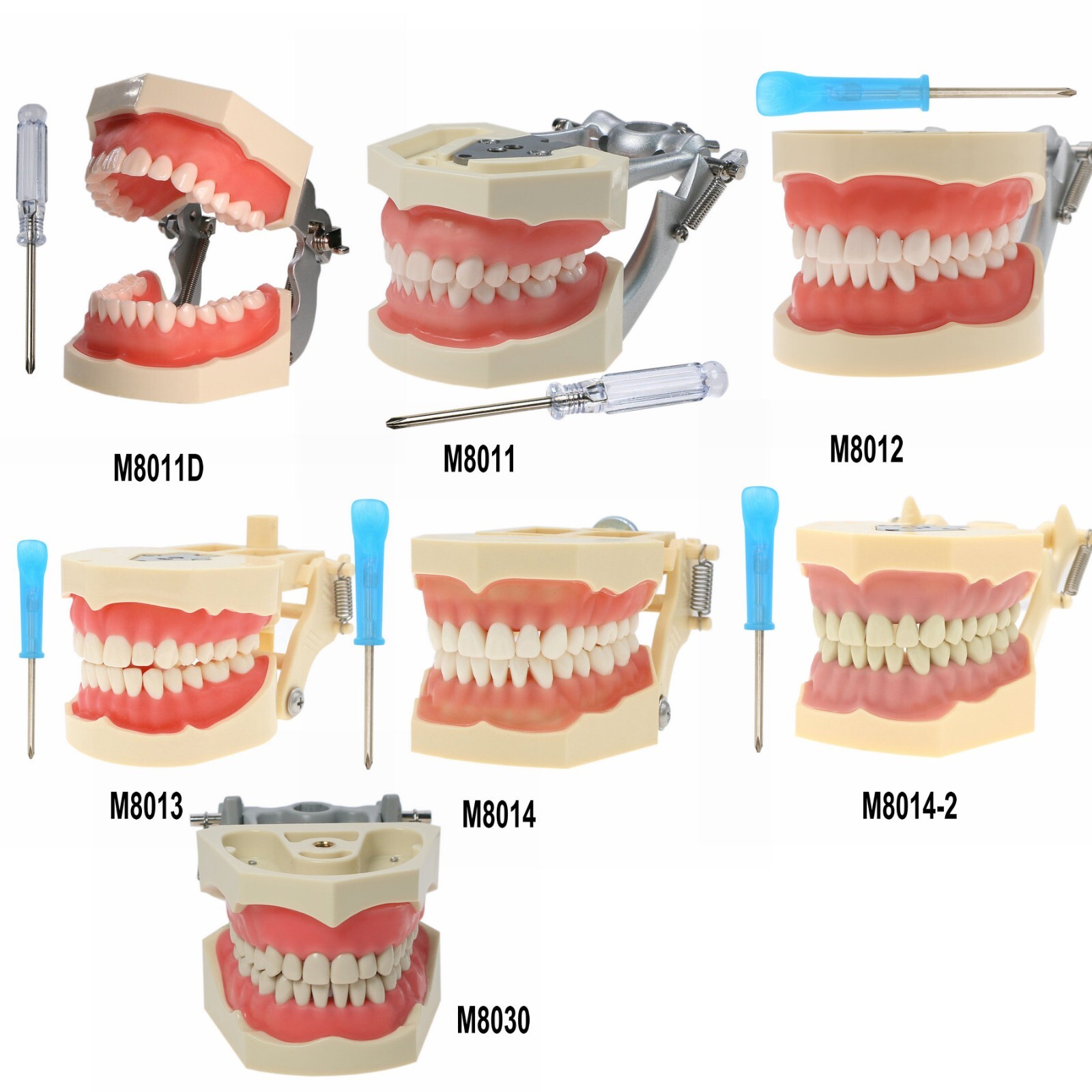 Dental Typodont Teeth Model Implant Pathological Perio Restoration Practice Demo