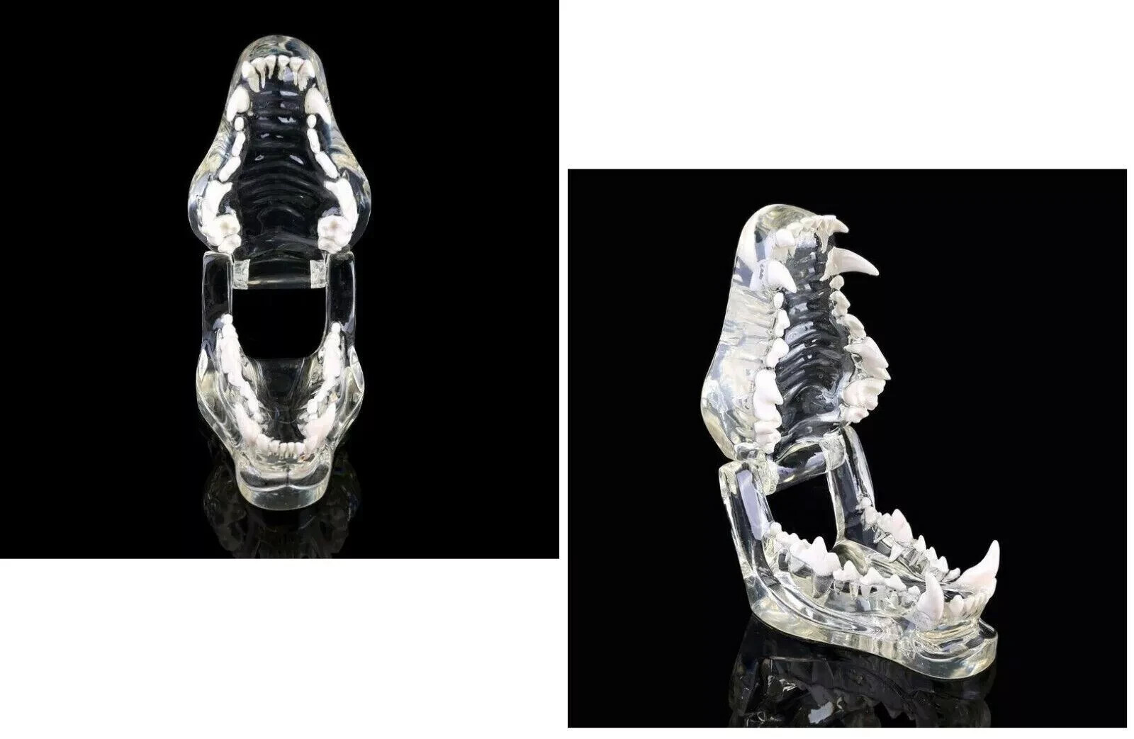 Dog Teeth Model Tooth Transparent Anatomical Veterinary Canine Teaching PVC