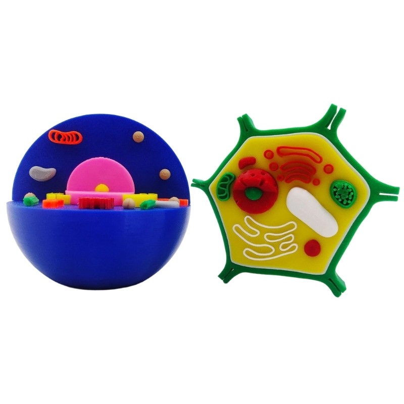 Educational Animal and Plant Cell Anatomy Model For Teaching Demonstration