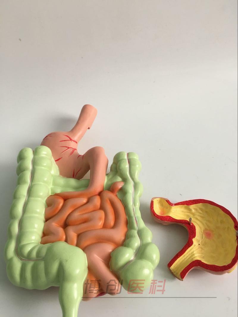 Human Digestive system Stomach anatomy model the large intestine Cecum rectum