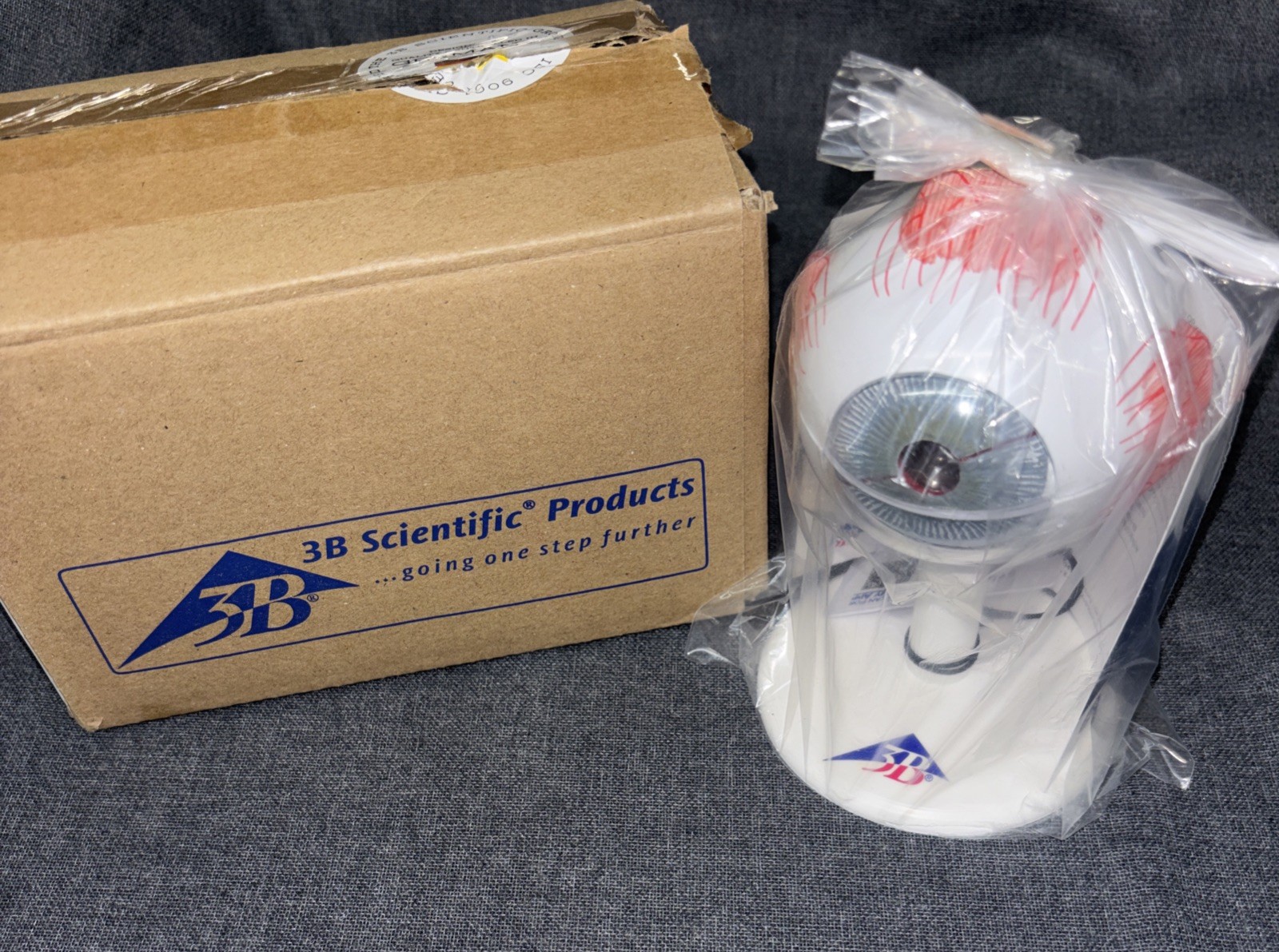 F15 Eye 3 times full-size 6-part – 3B Smart Anatomy