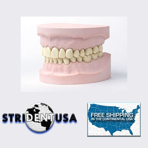 Adult Teeth and Jaw Model 200 without Articulator